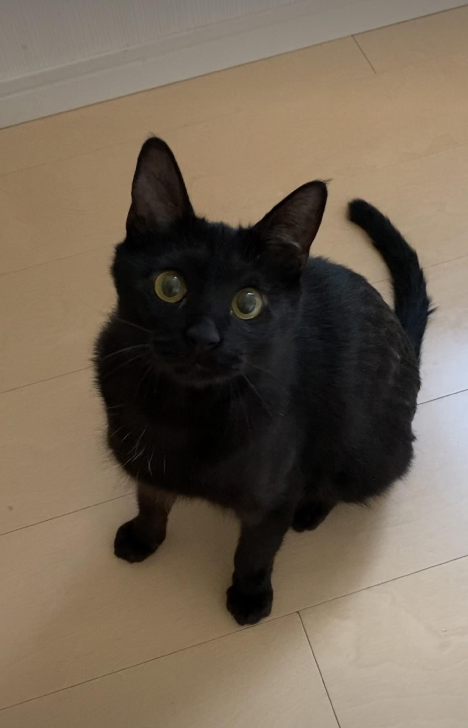 pet-image-3