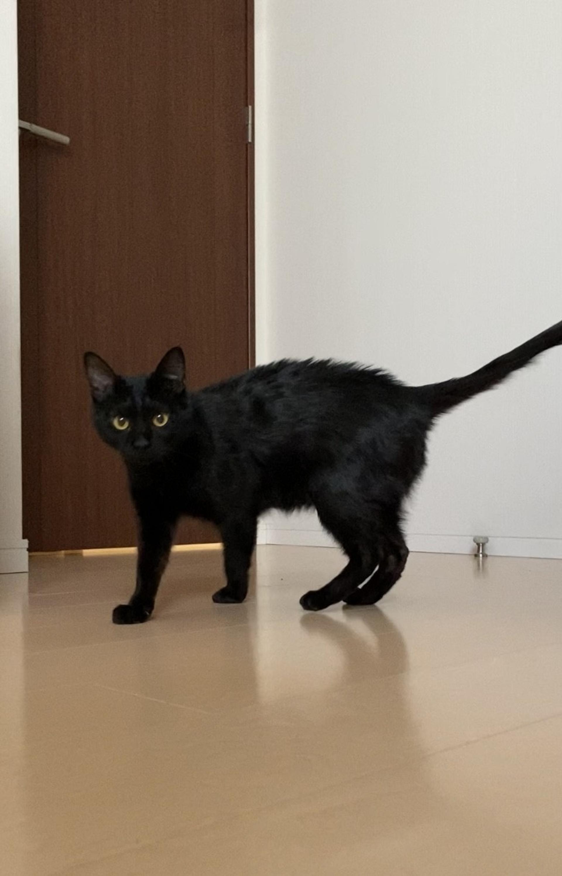 pet-image-2
