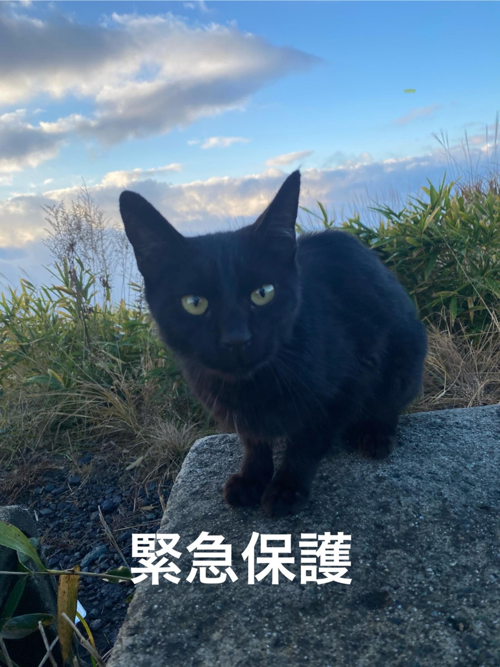 pet-image-5