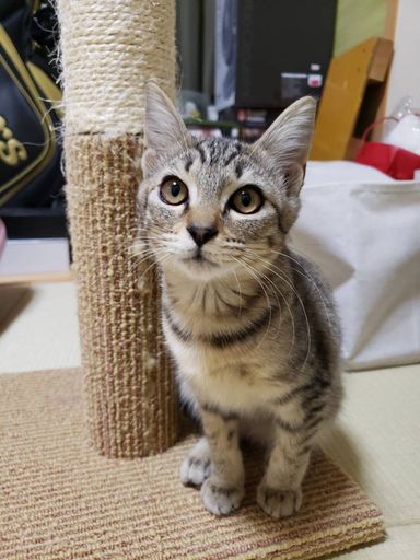 まひろ