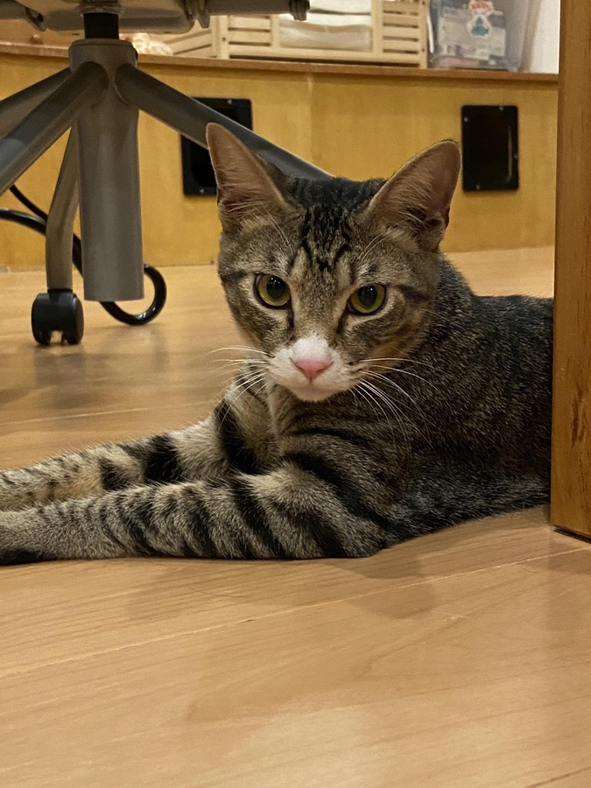 pet-image-2