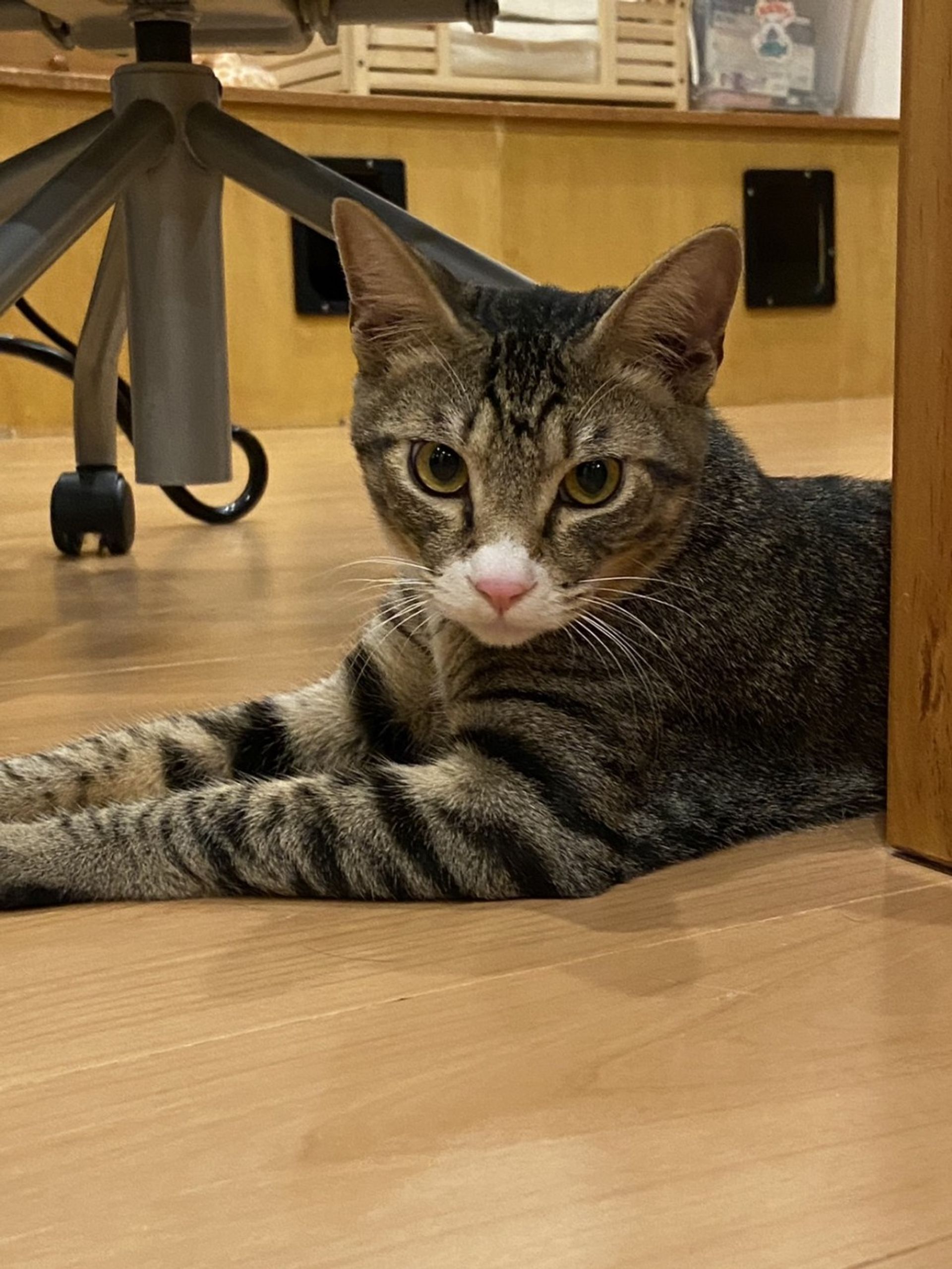 雑種（ミックス猫）・オスの里親募集の写真