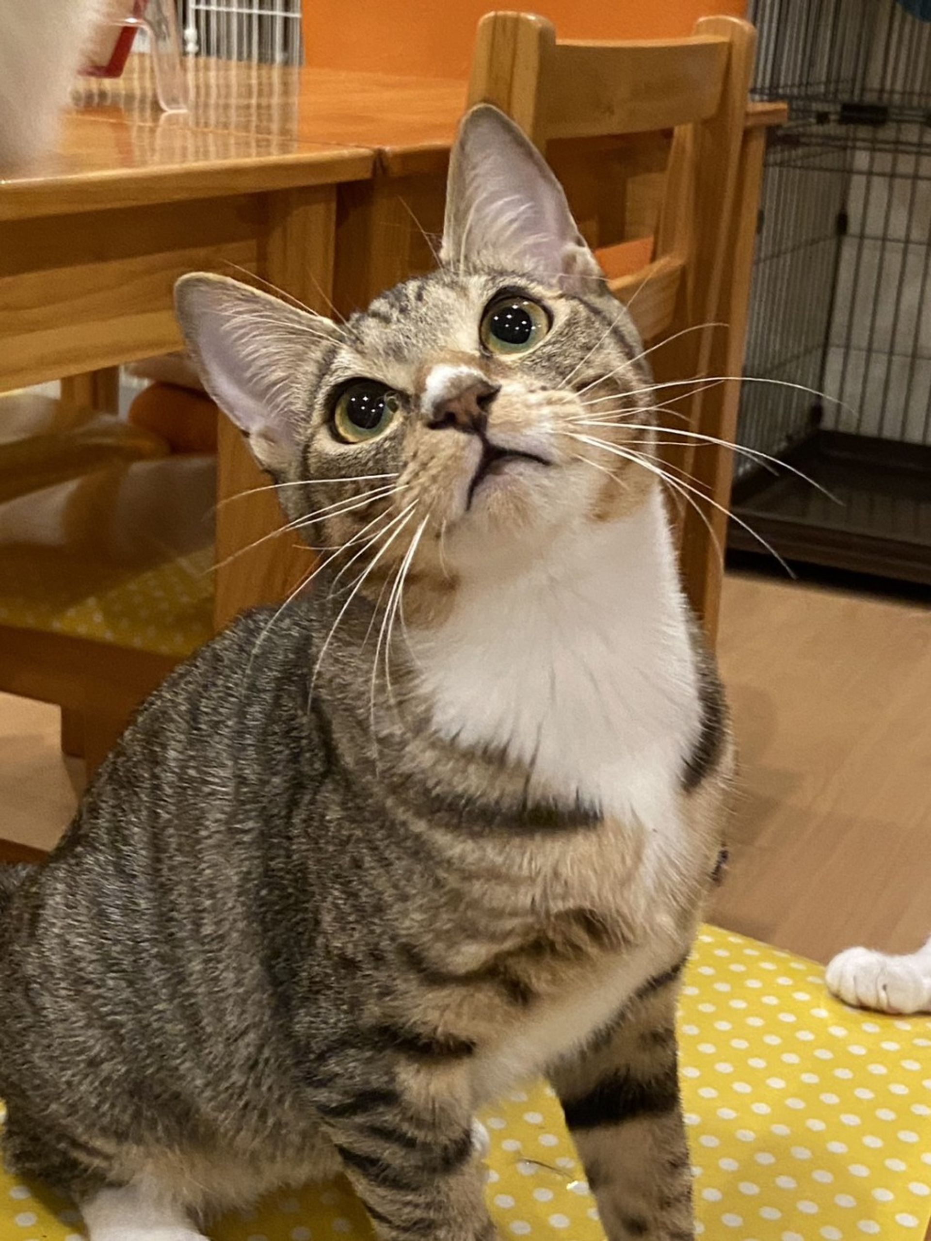 雑種（ミックス猫）・メスの里親募集の写真