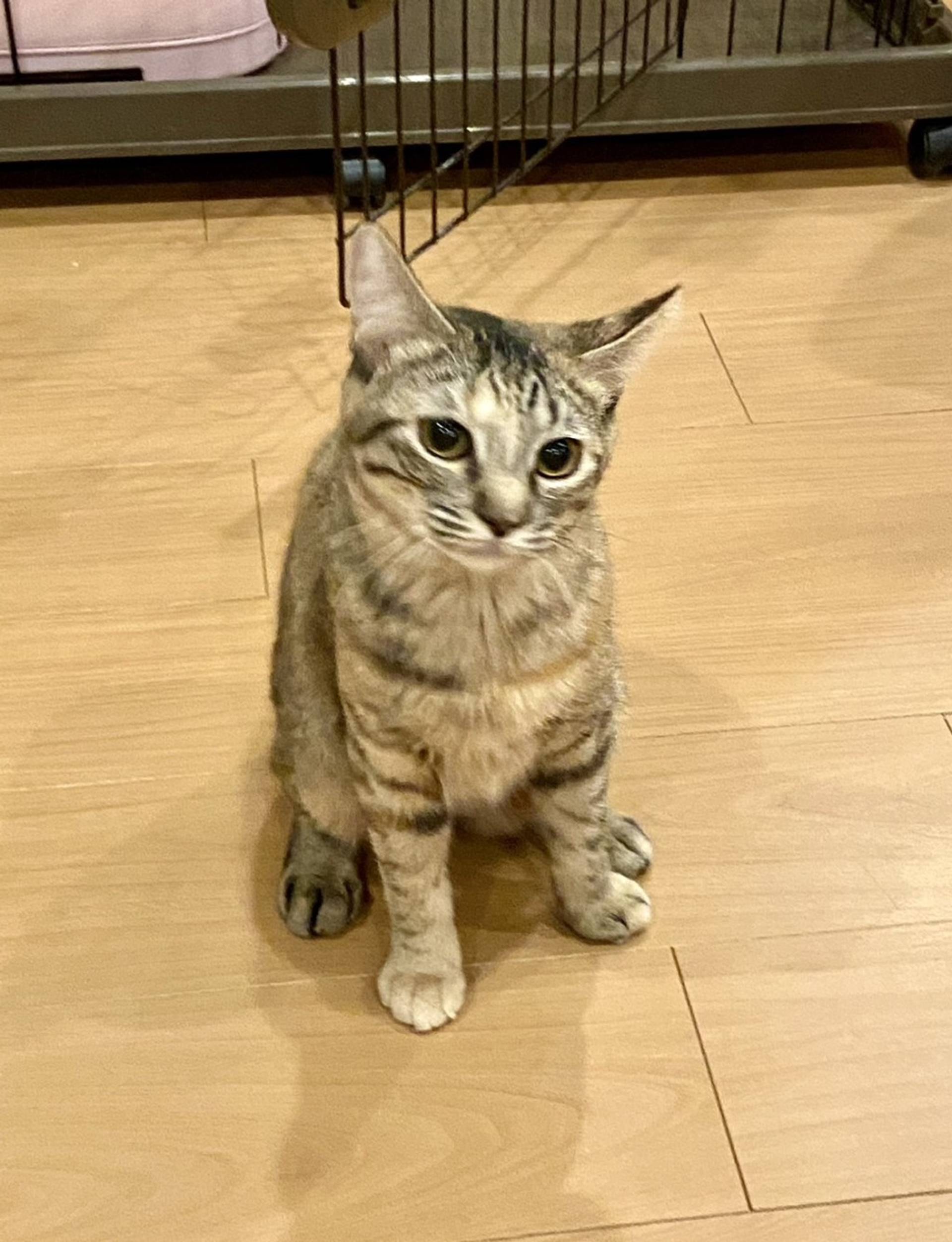 雑種（ミックス猫）・メスの里親募集の写真