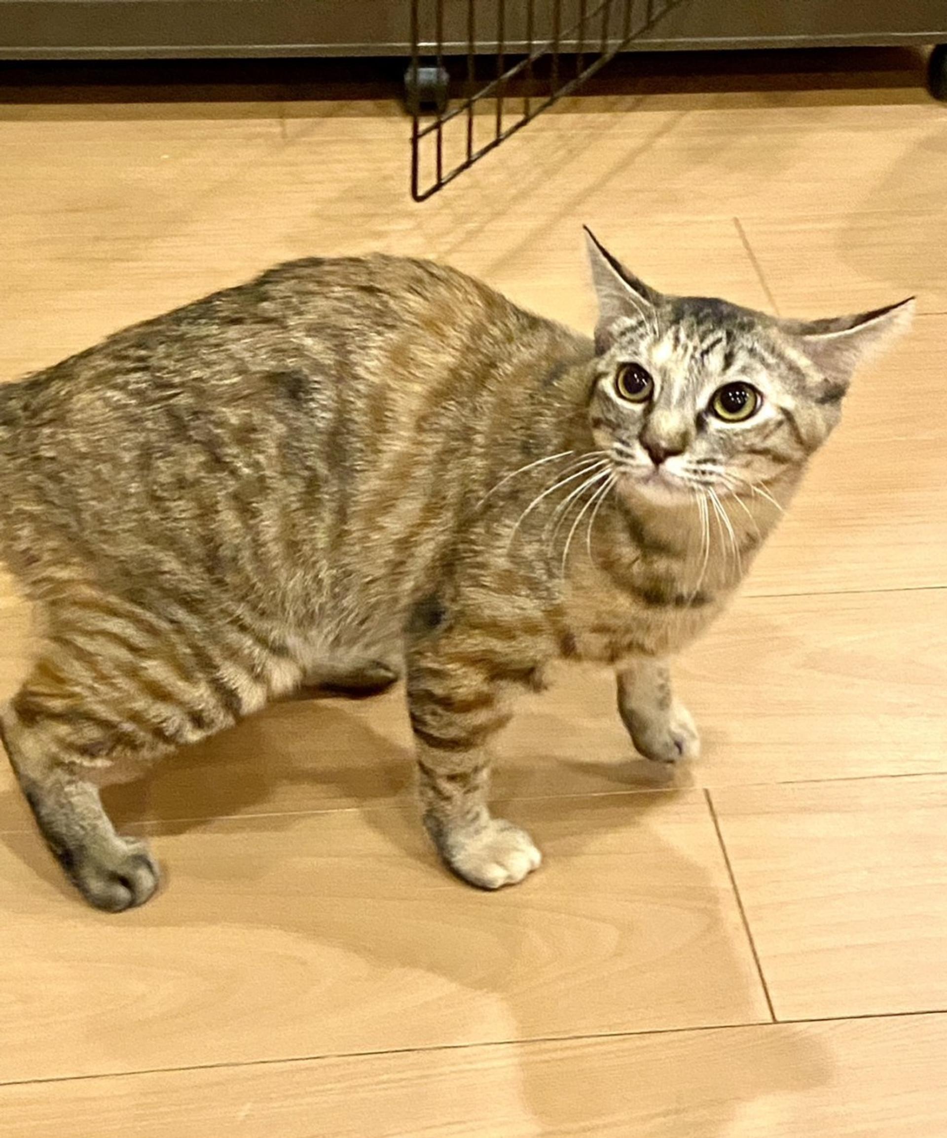 pet-image-2