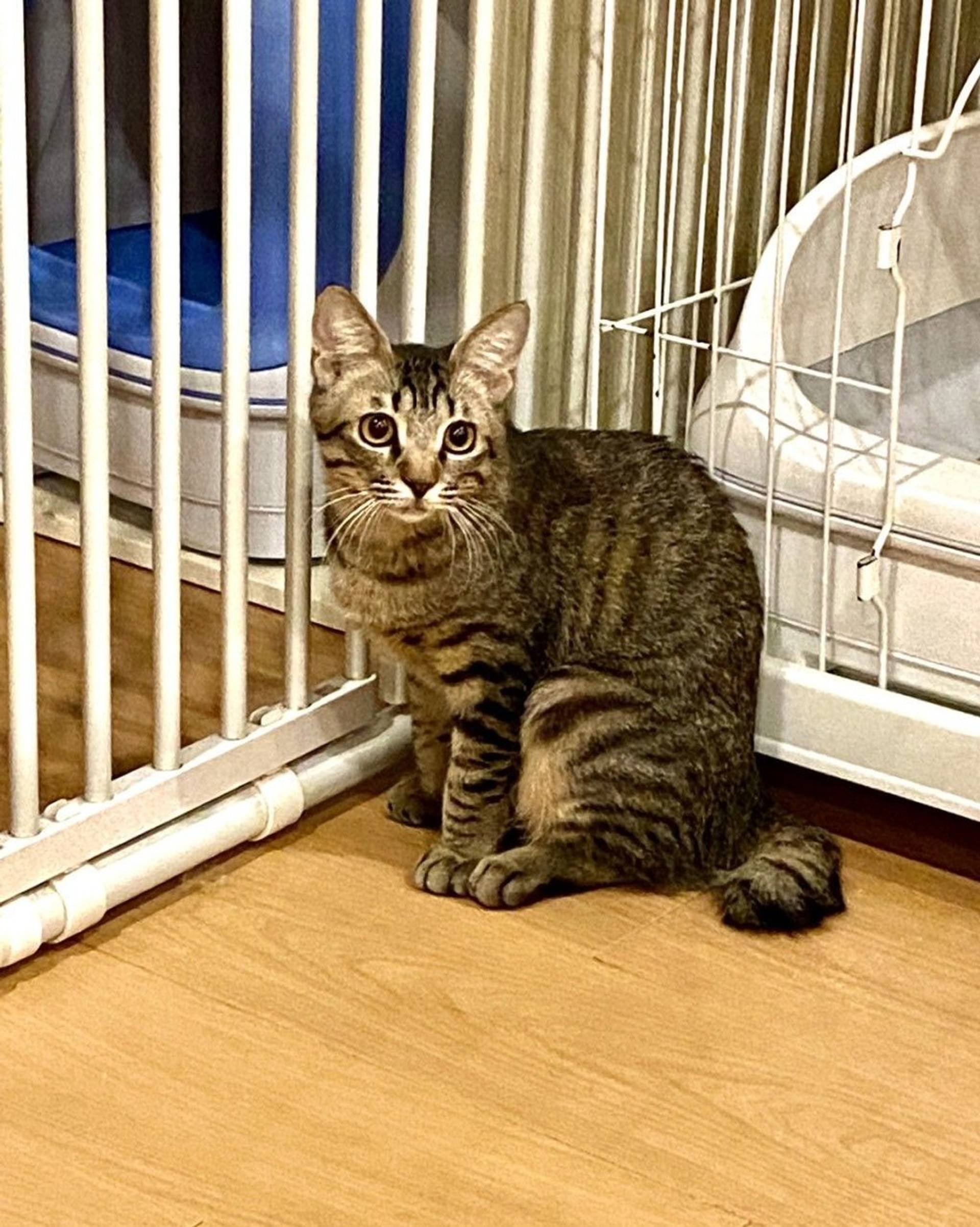 雑種（ミックス猫）・メスの里親募集の写真