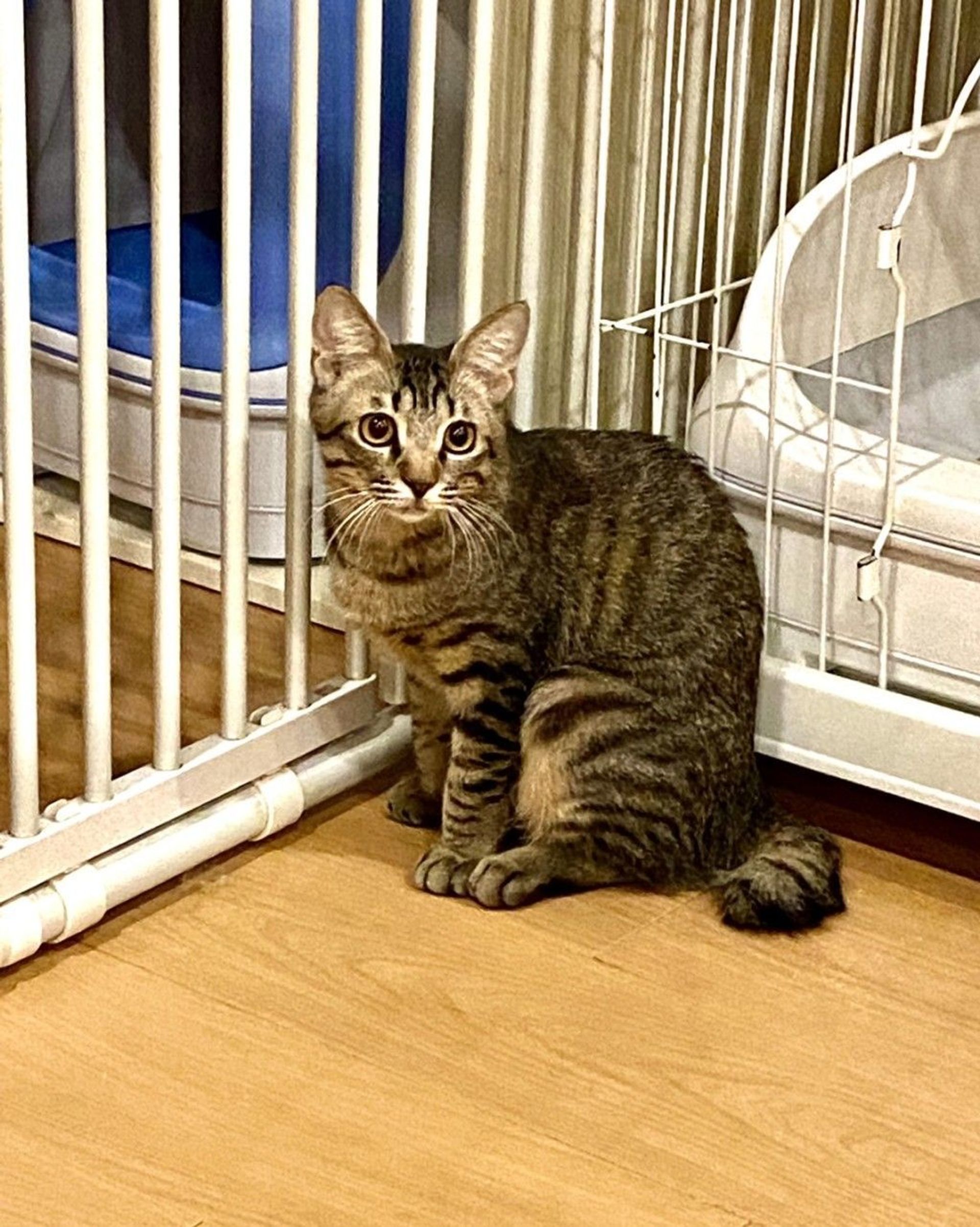 雑種（ミックス猫）・メスの里親募集の写真