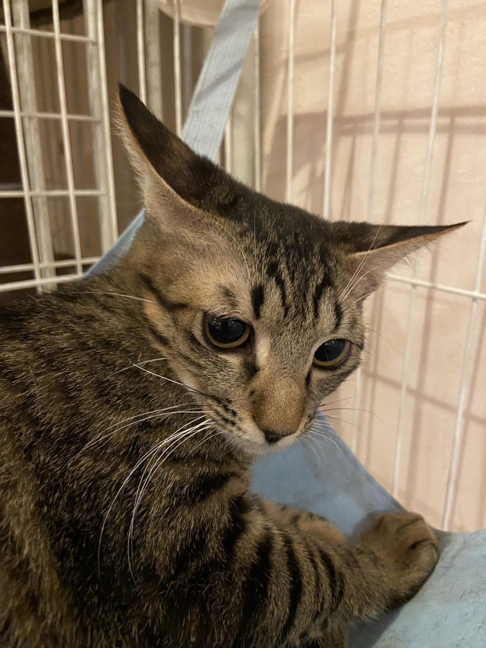 pet-image-2