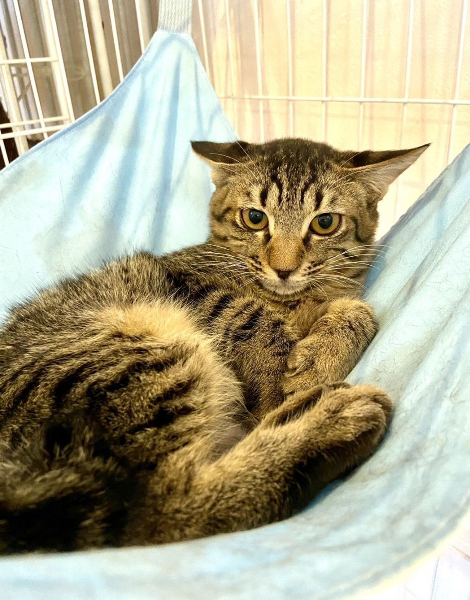 pet-image-4