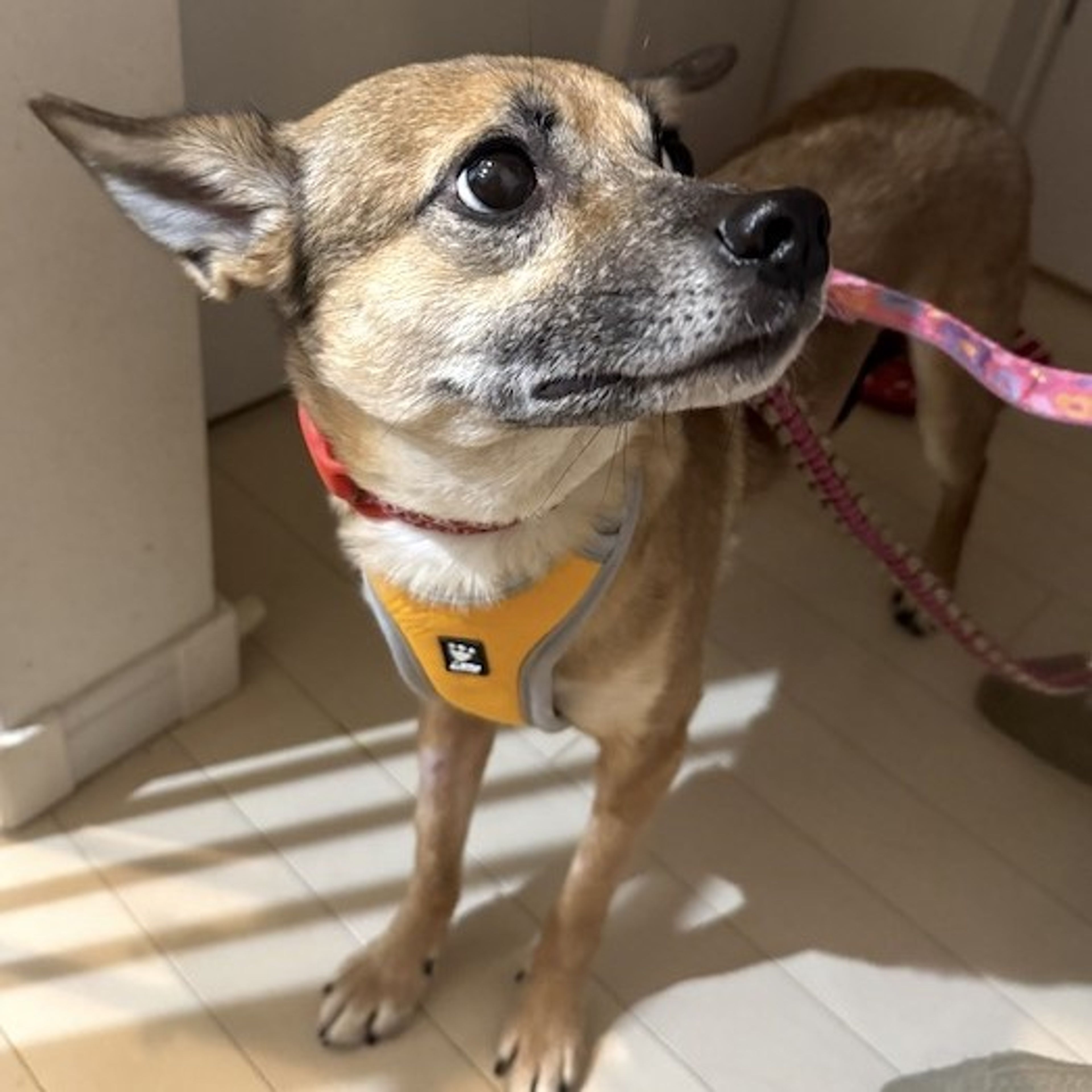 pet-image-4