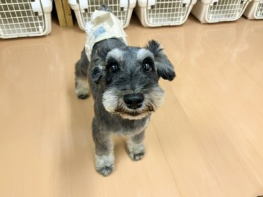 パルミジャーノレッジャーノ