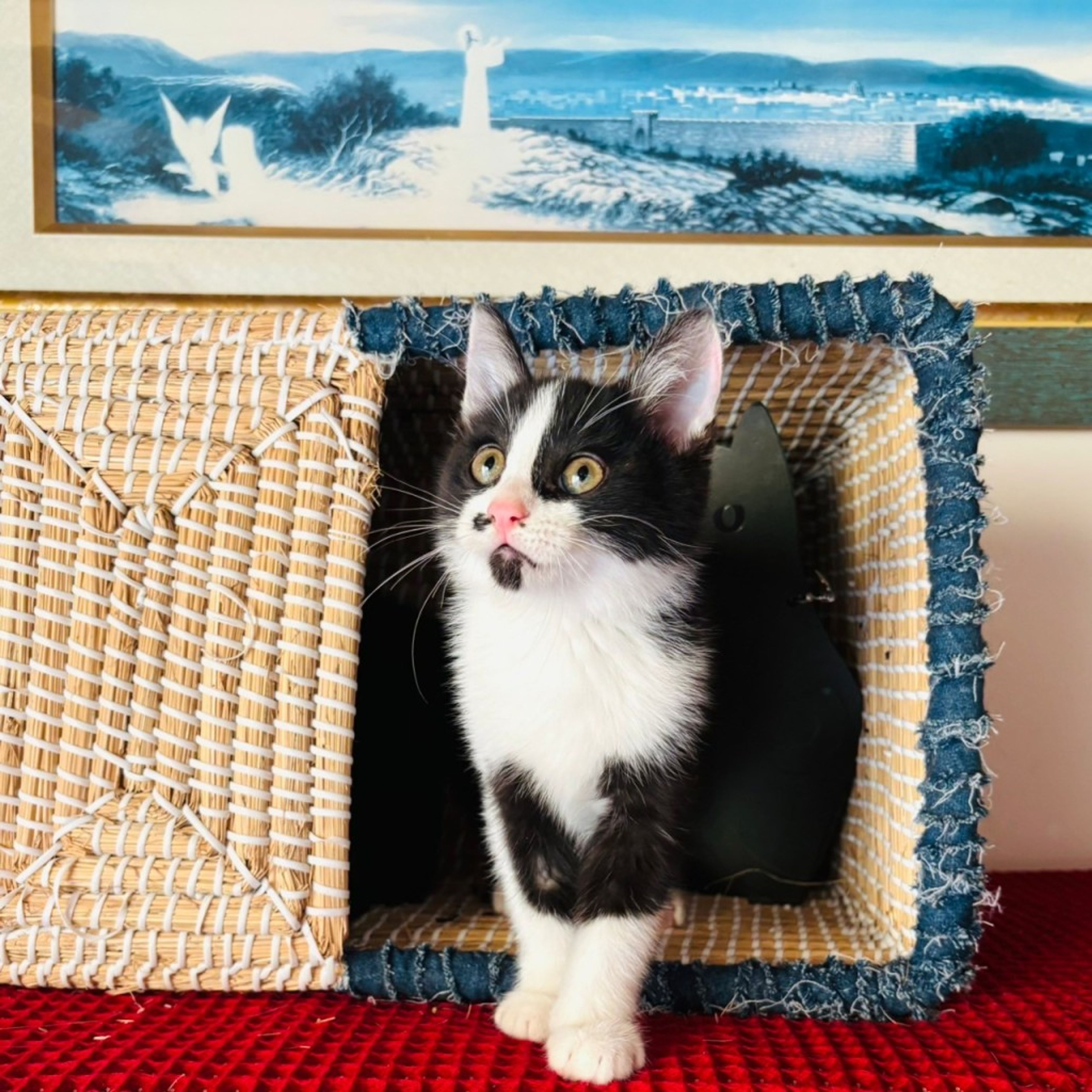 pet-image-2