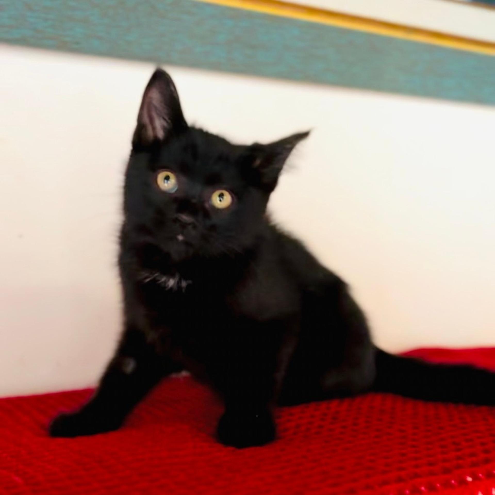 pet-image-4