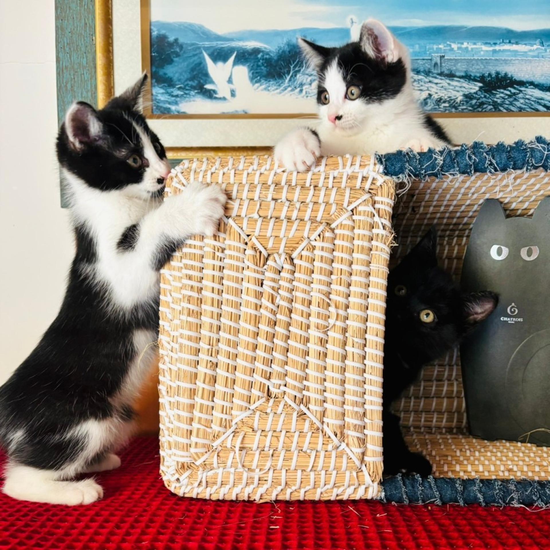 pet-image-8
