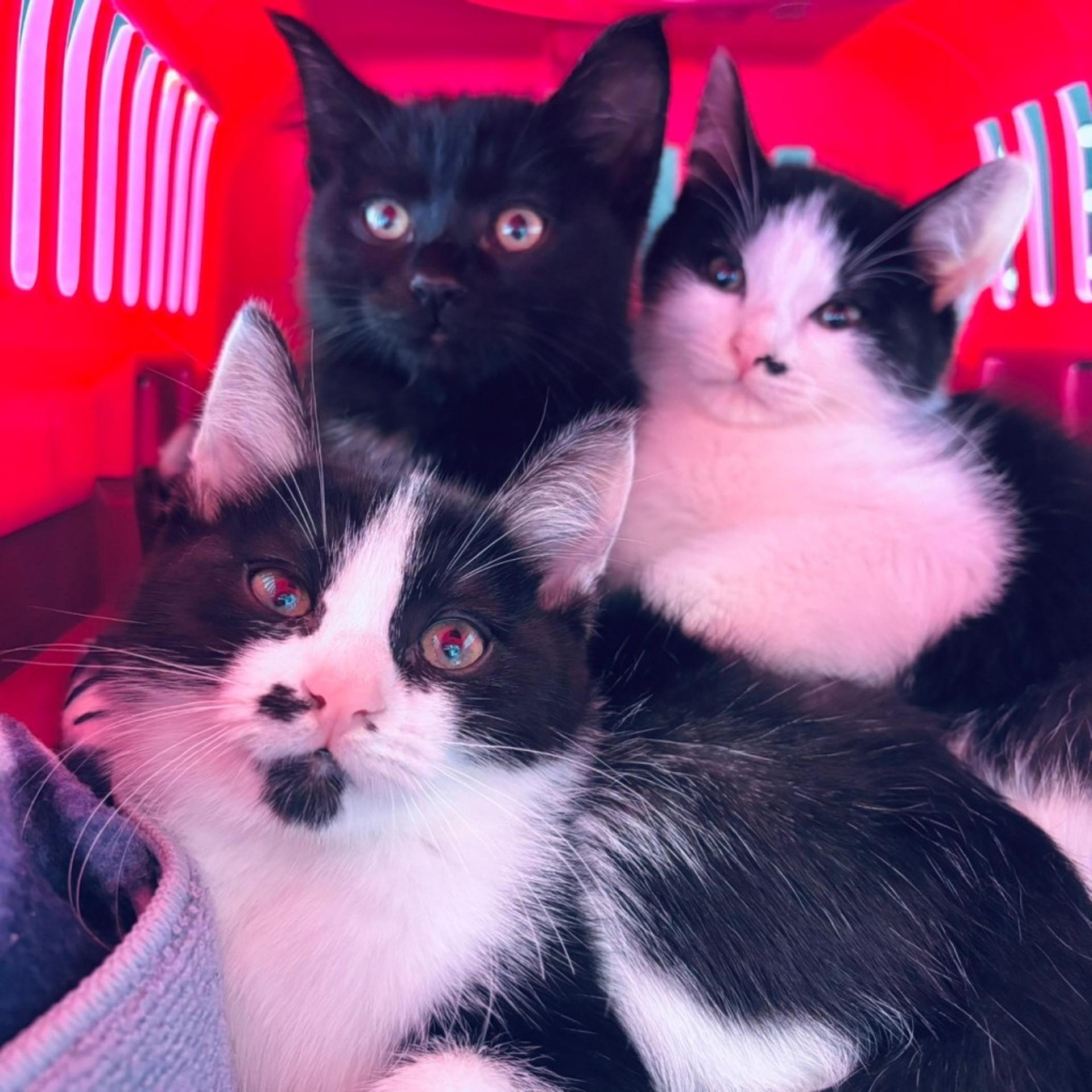 pet-image-9