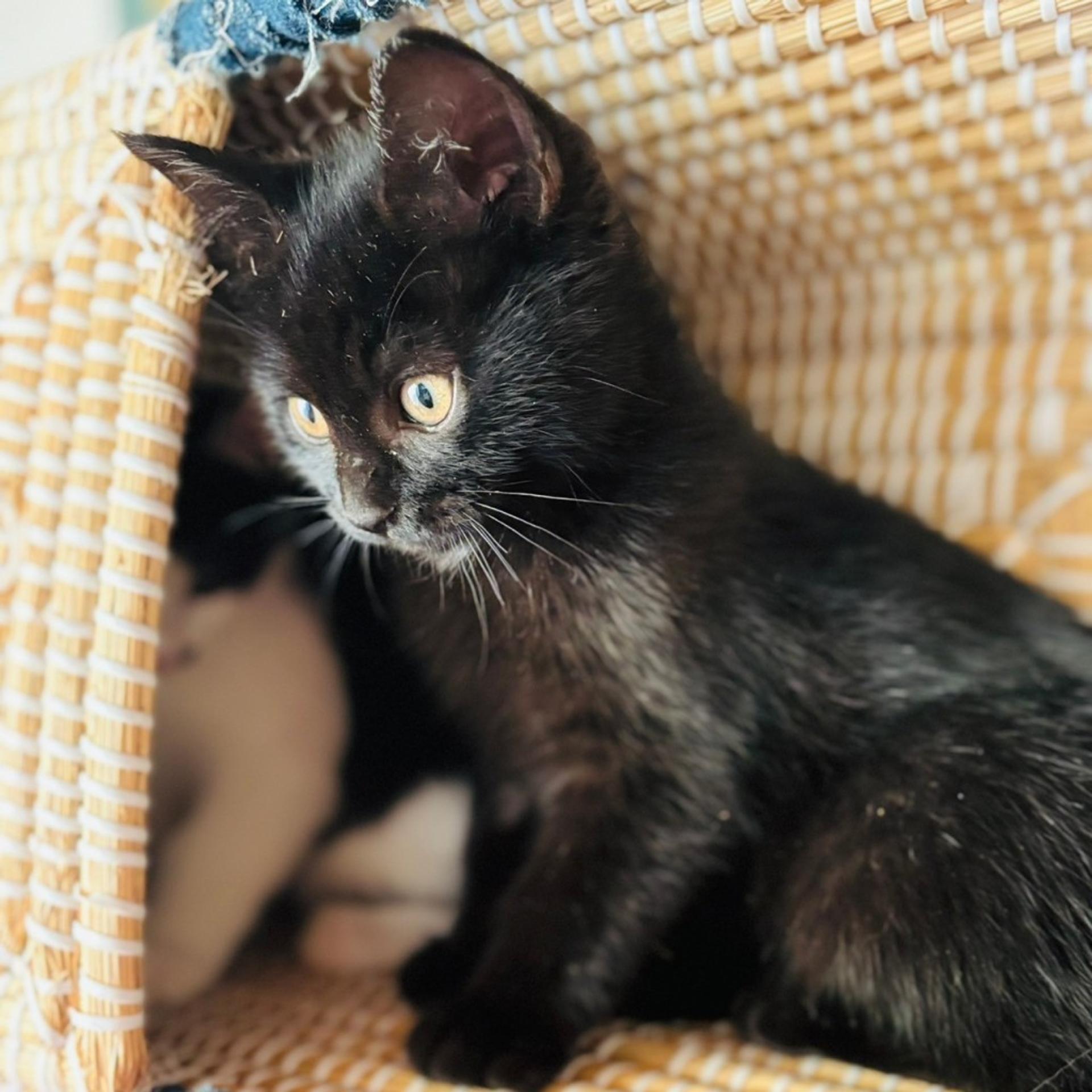 pet-image-2