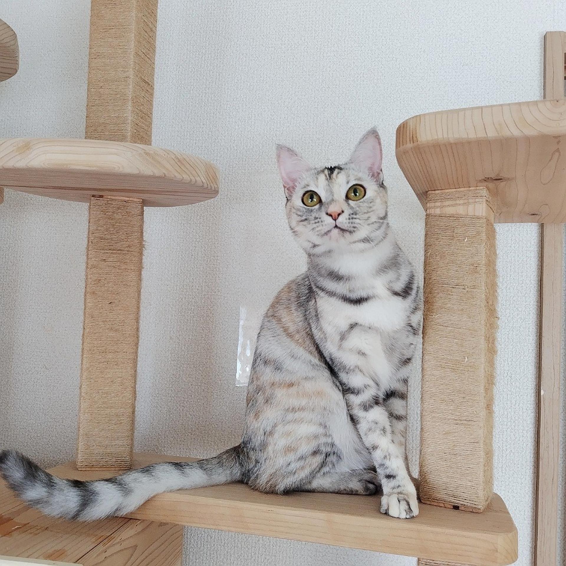 pet-image-4