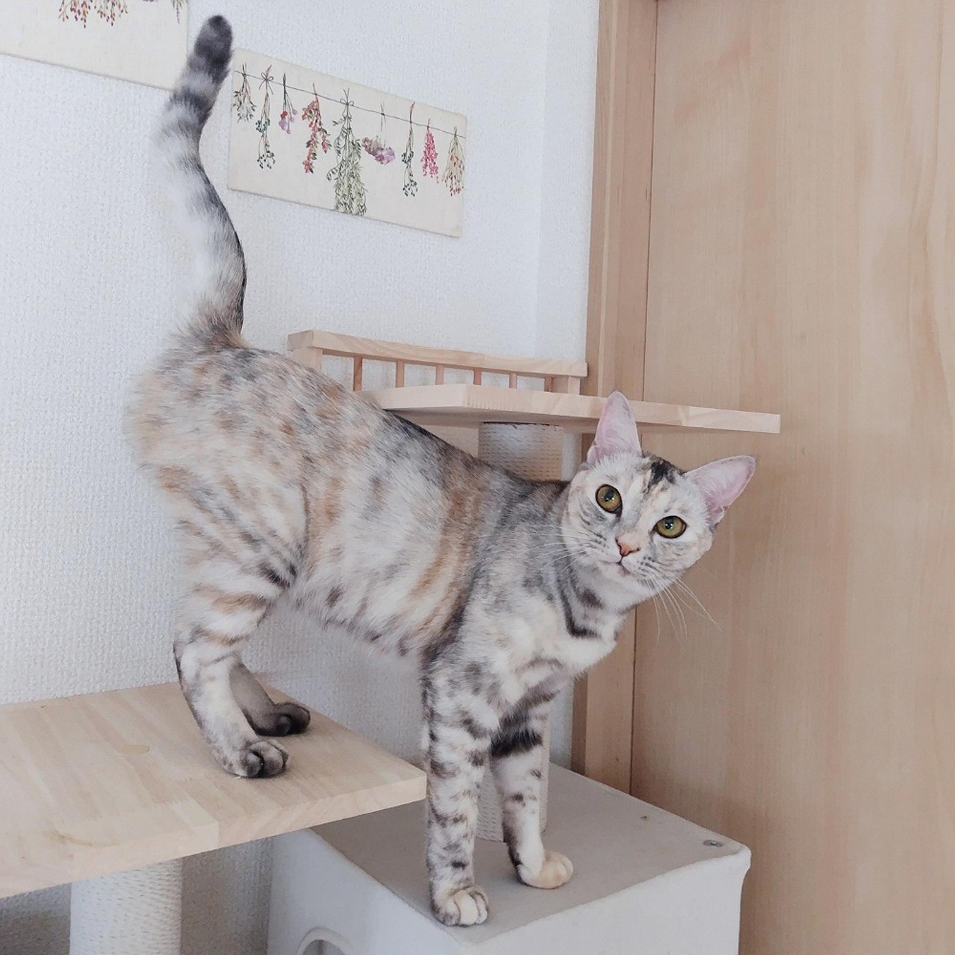 pet-image-5
