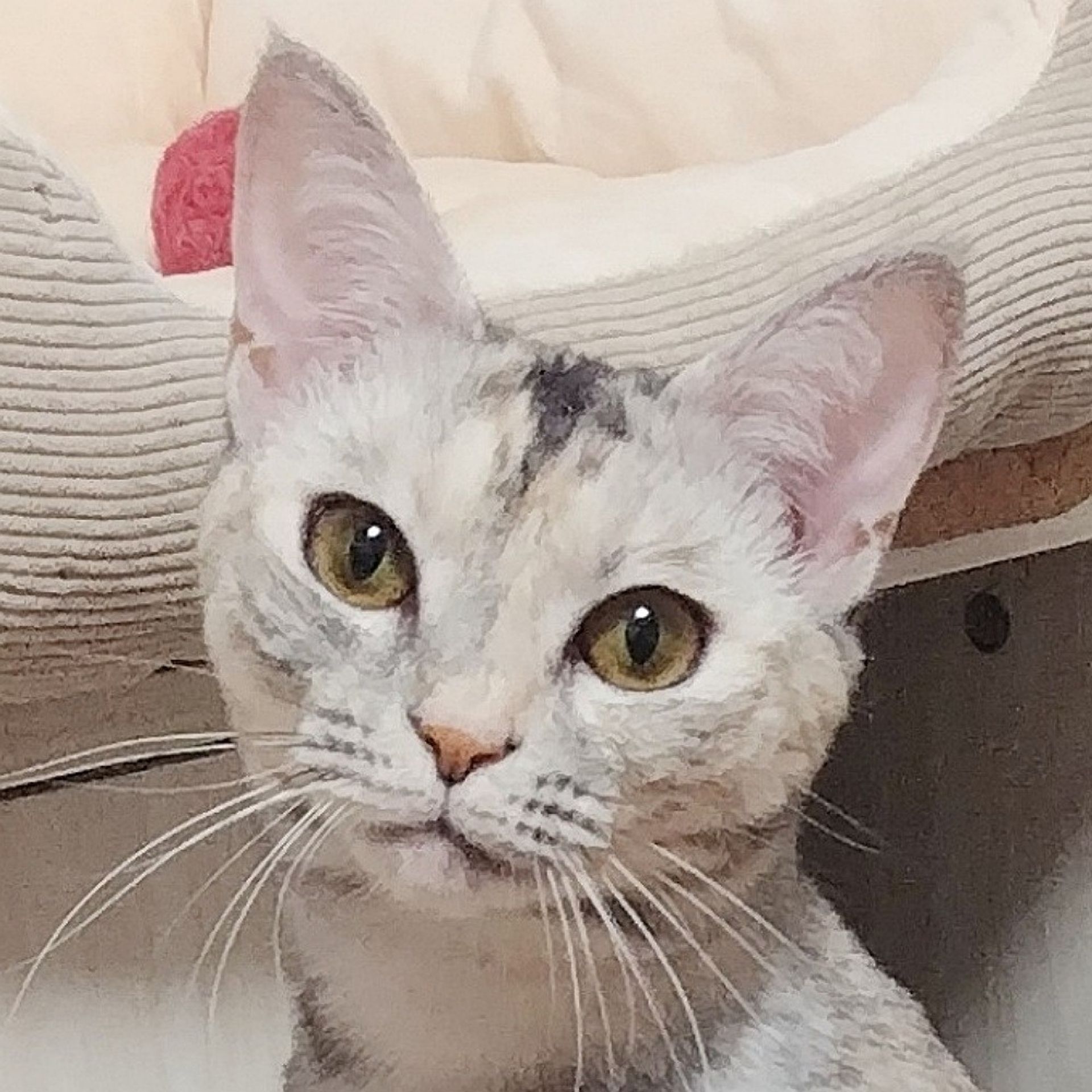 雑種（ミックス猫）・メスの里親募集の写真