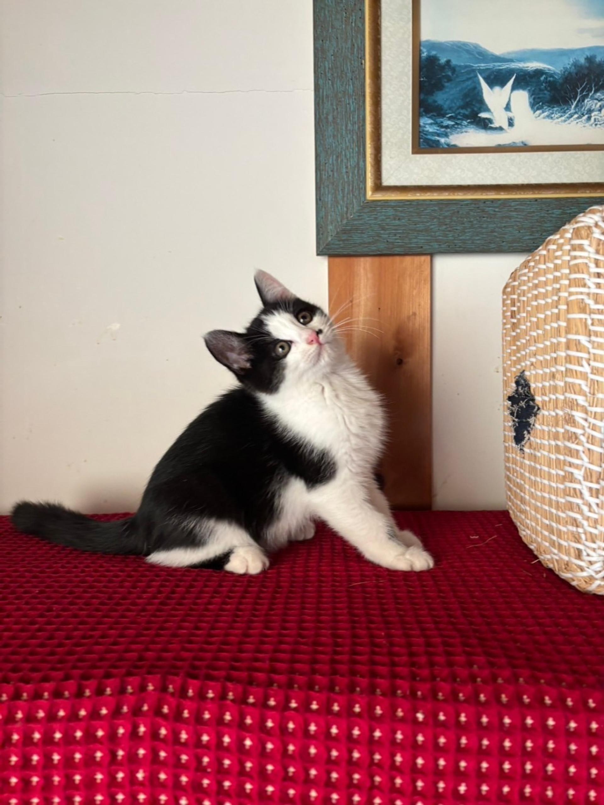 pet-image-4