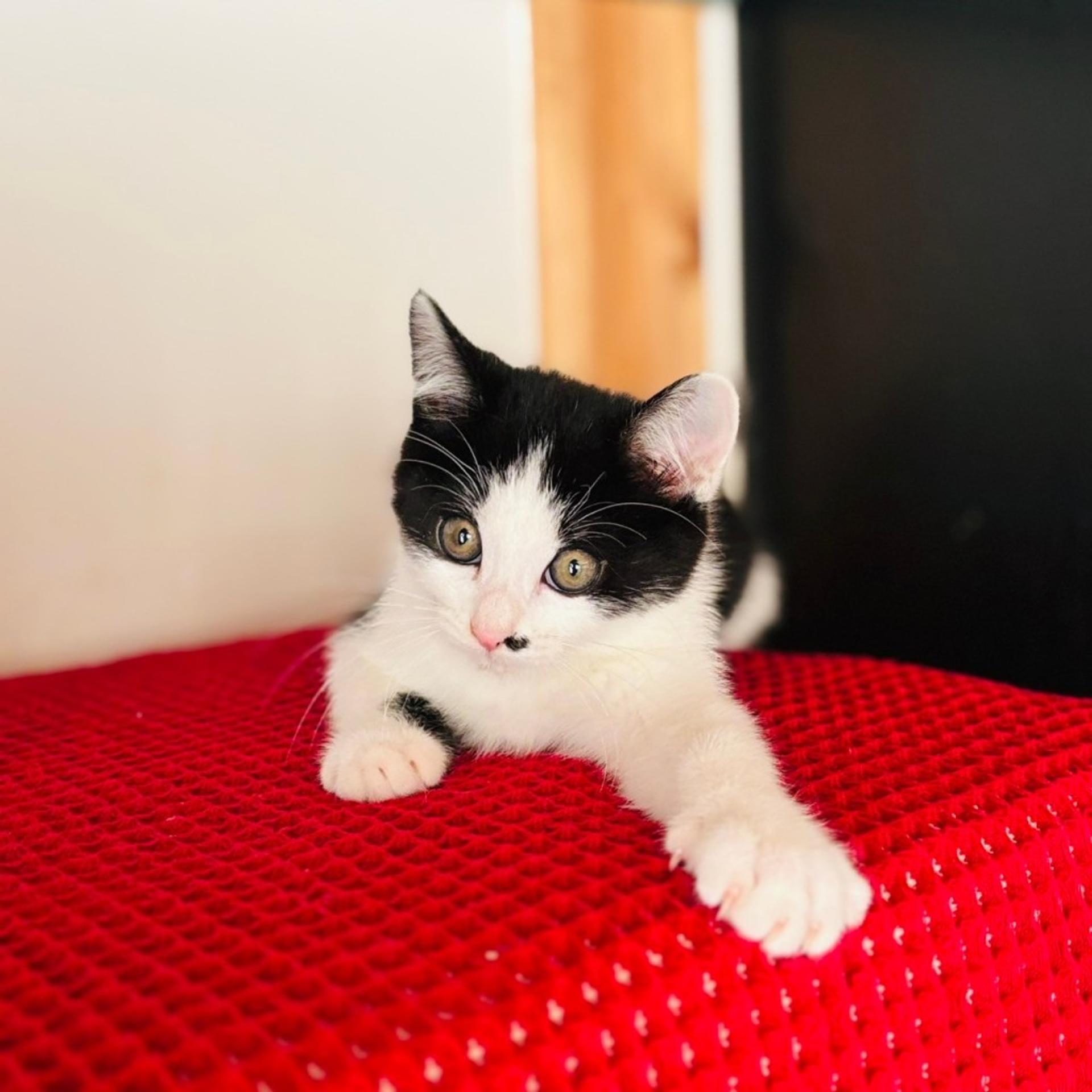 pet-image-5