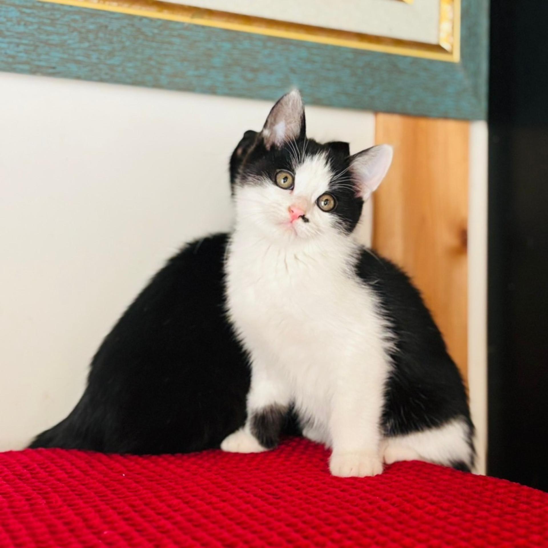 pet-image-6