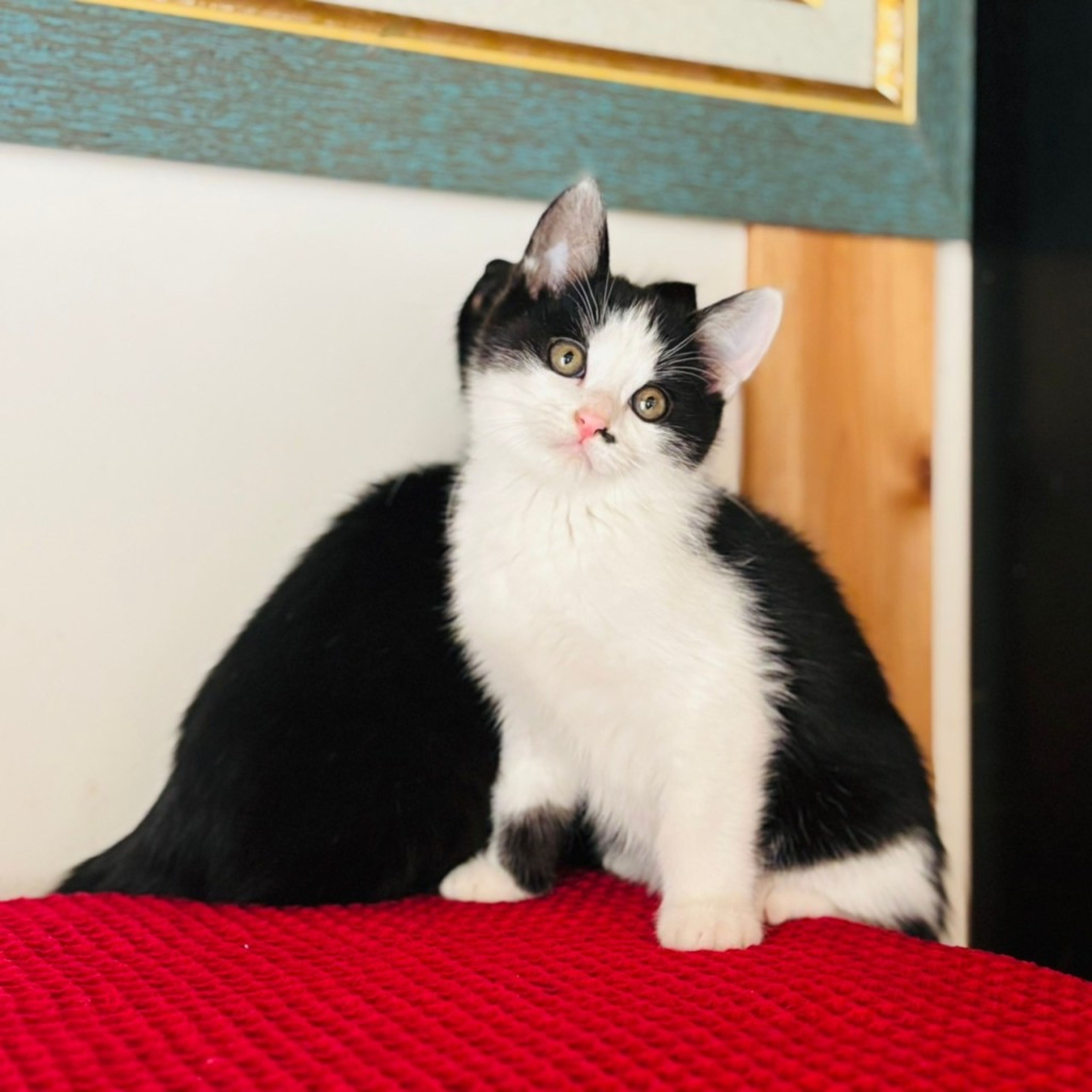 pet-image-6