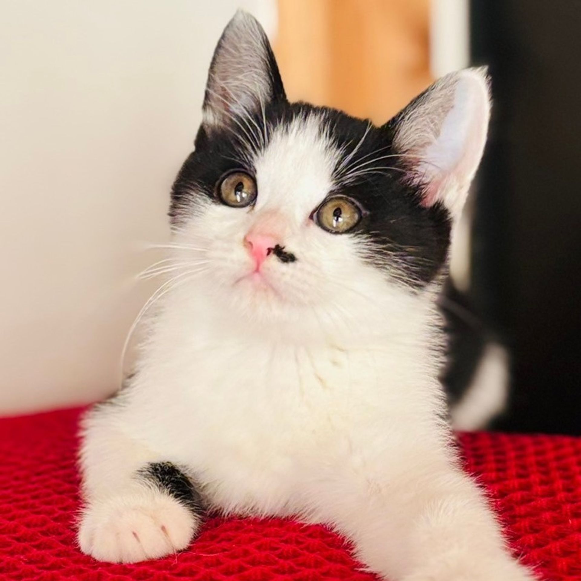 雑種（ミックス猫）・オスの里親募集の写真