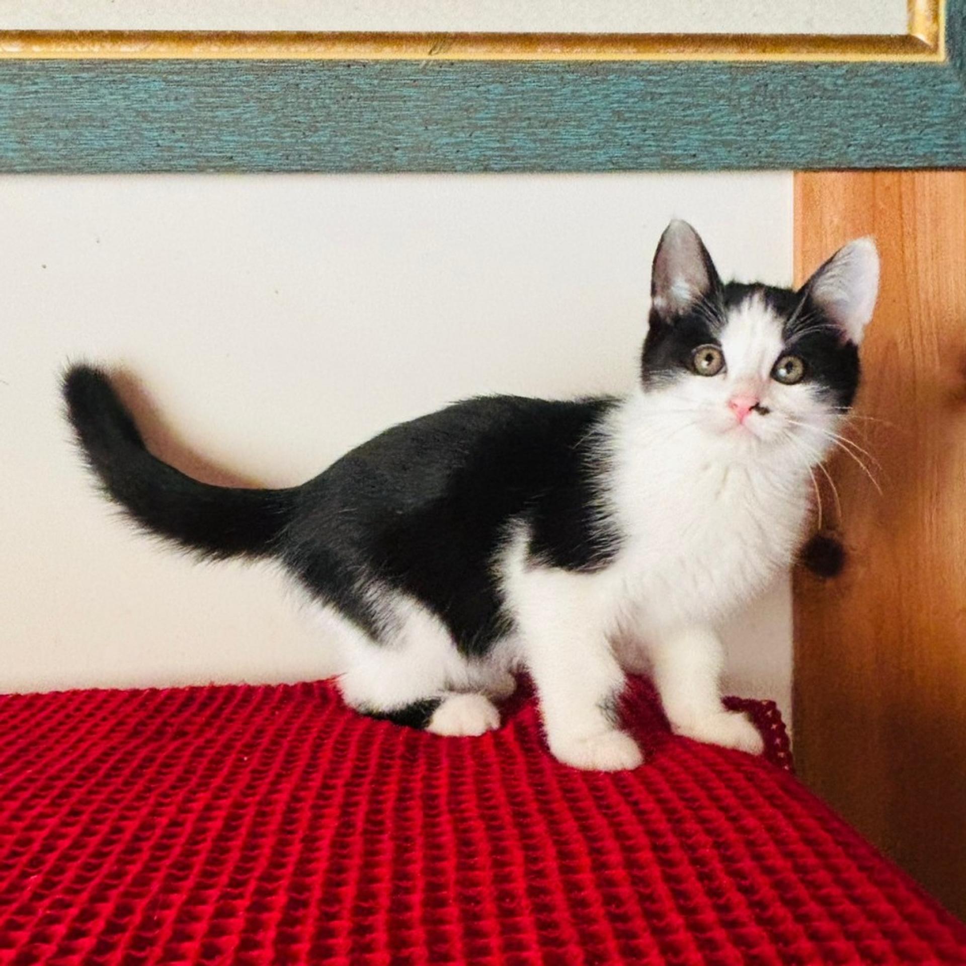 pet-image-2