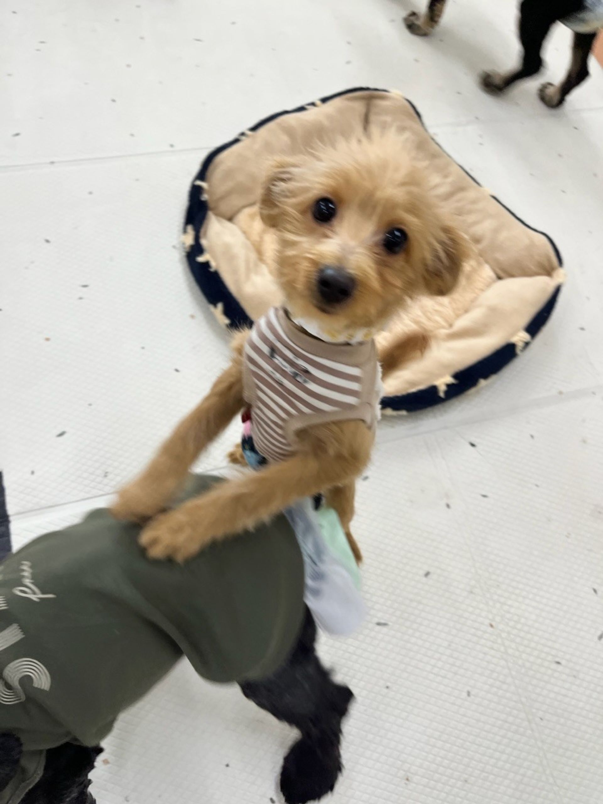 雑種（ミックス犬）・オスの里親募集の写真