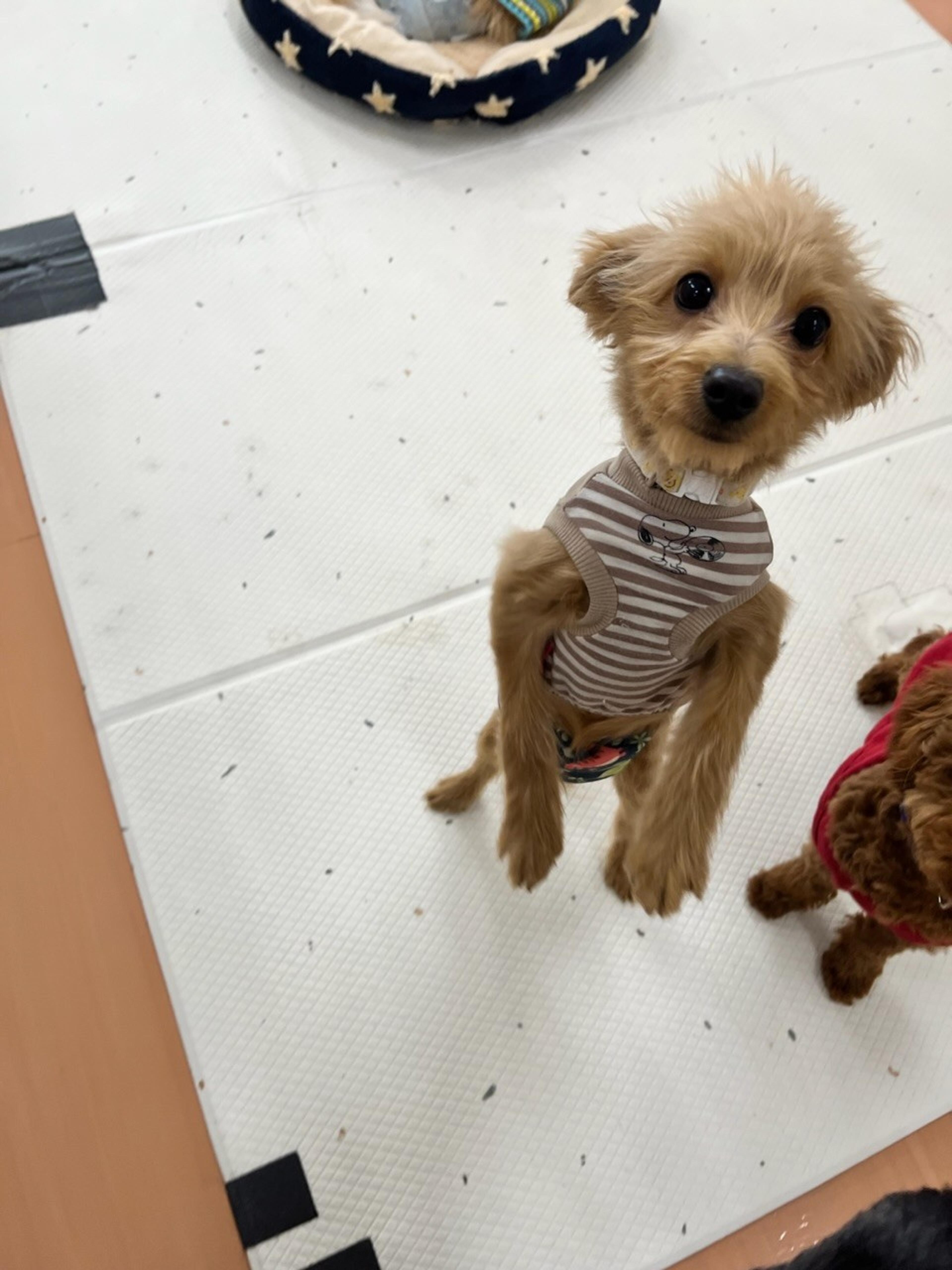 pet-image-4