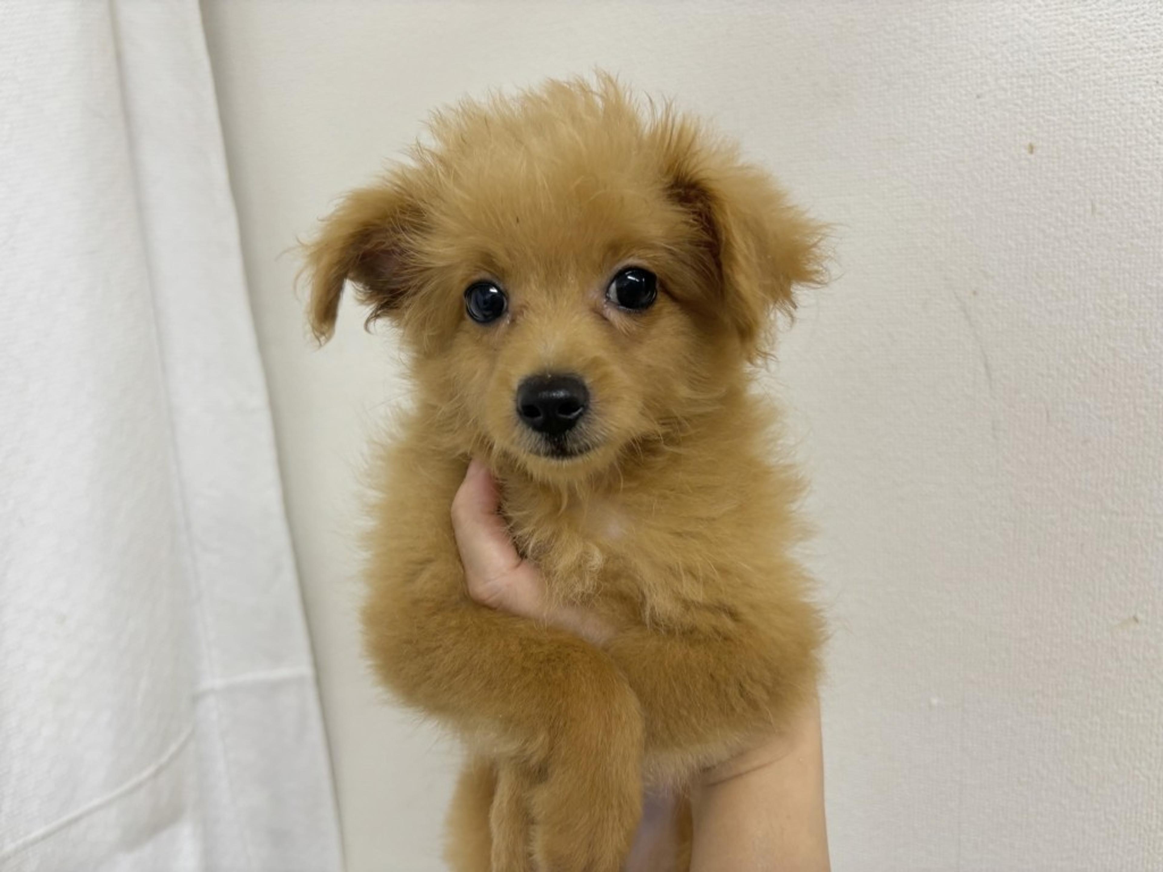pet-image-2