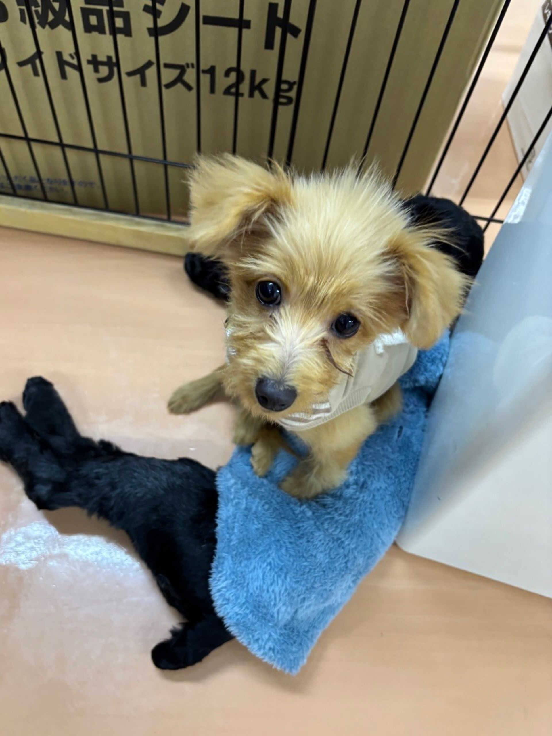 雑種（ミックス犬）・オスの里親募集の写真