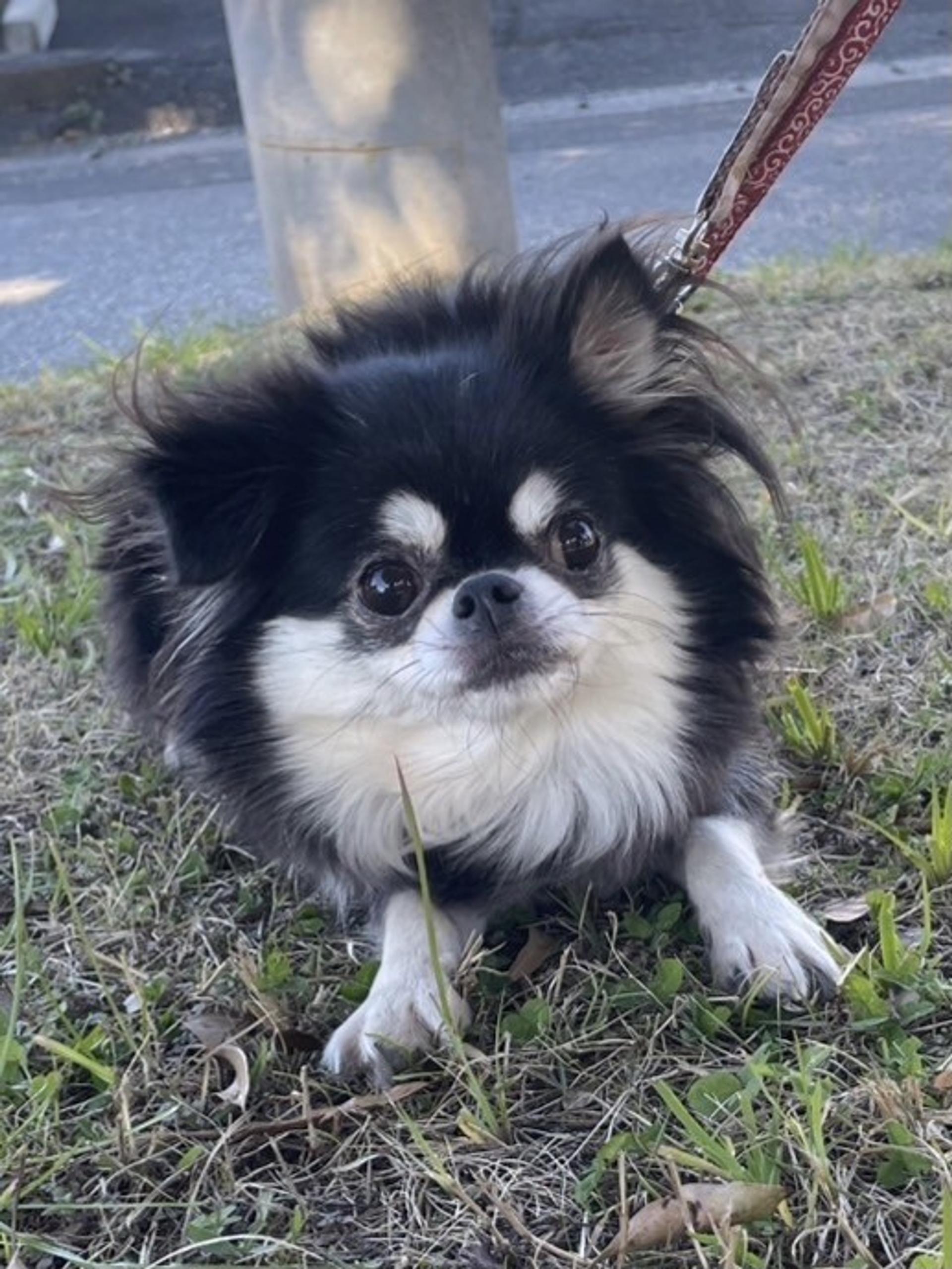 pet-image-2