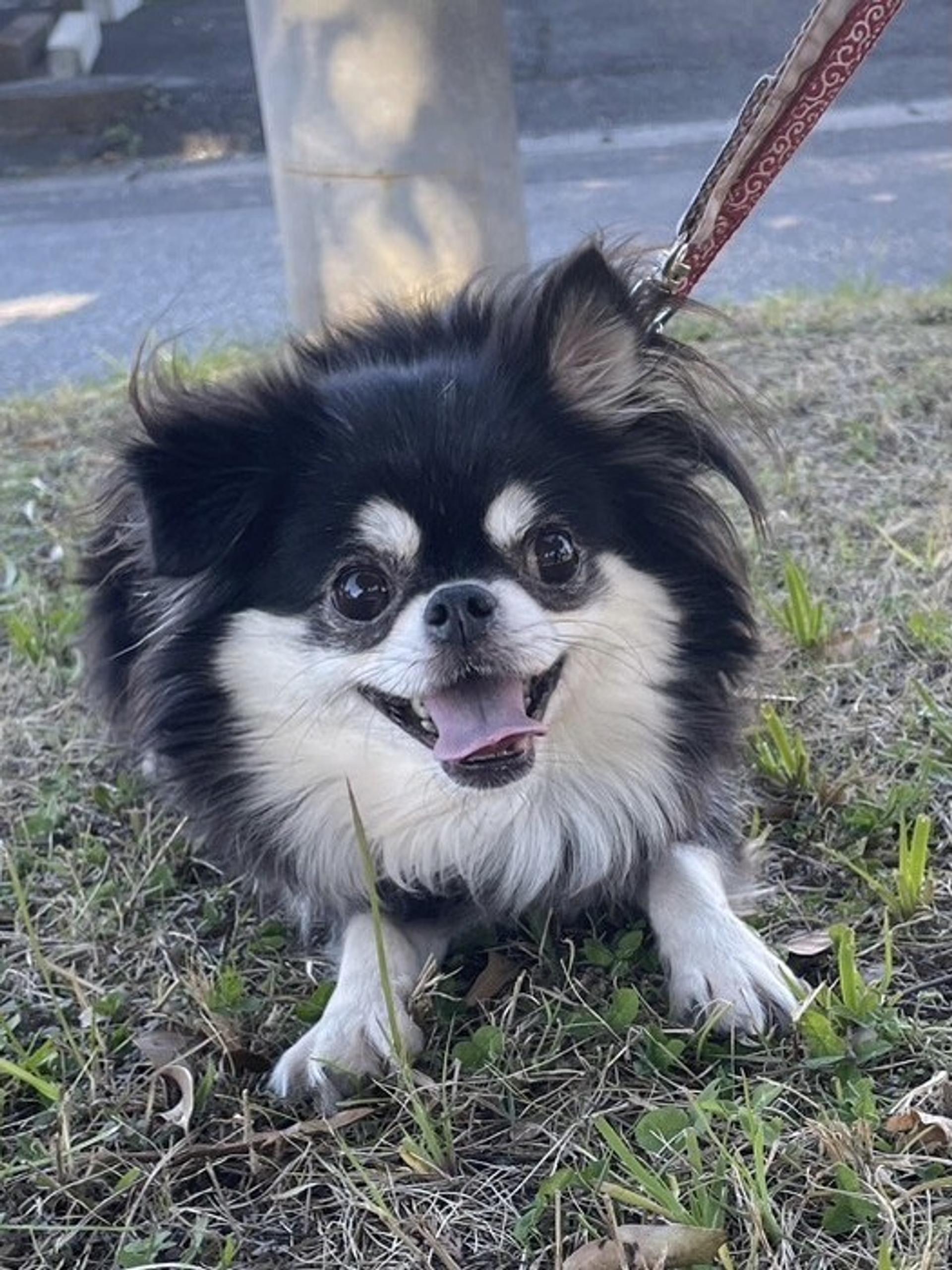 pet-image-3