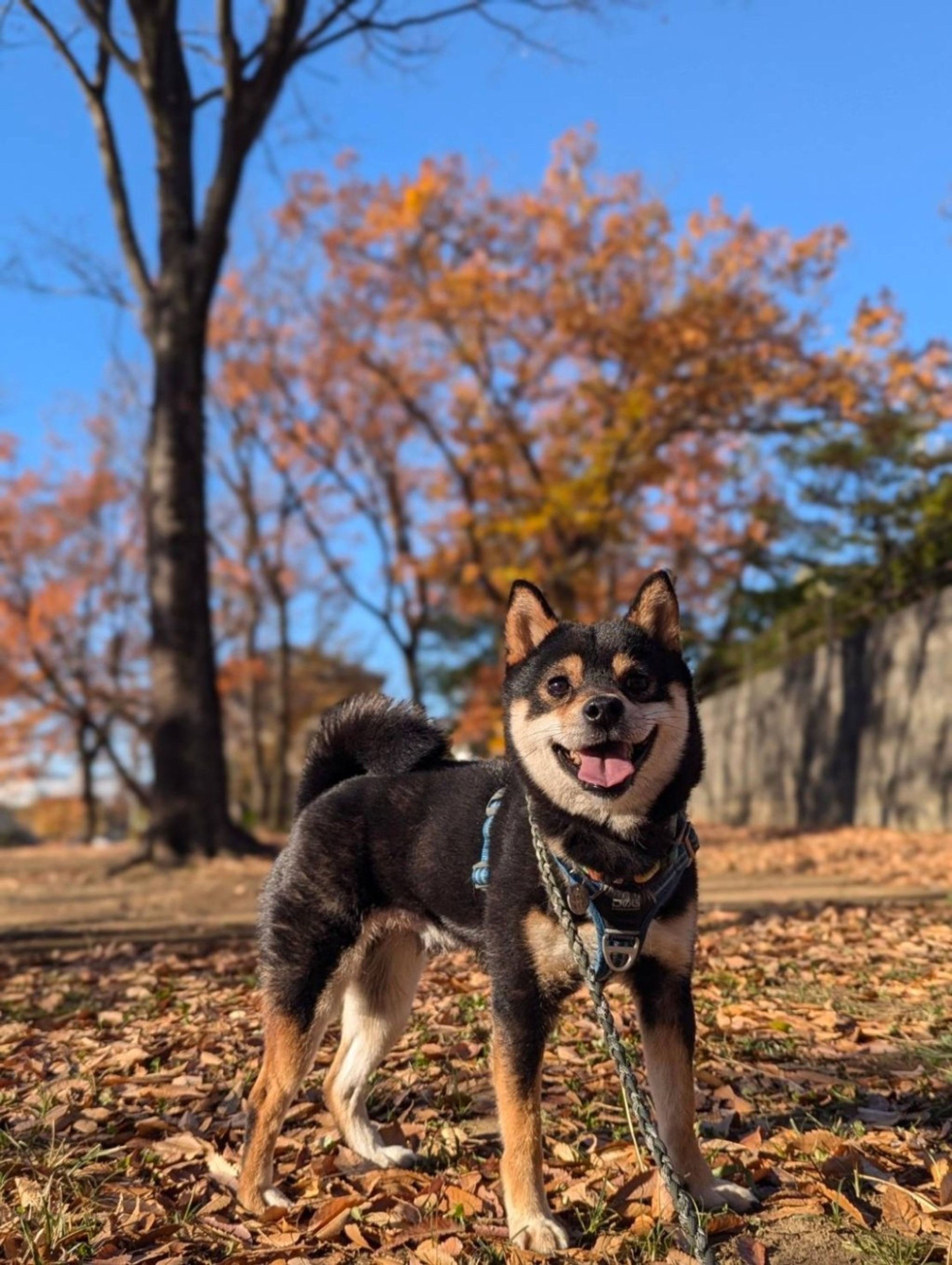 pet-image-2
