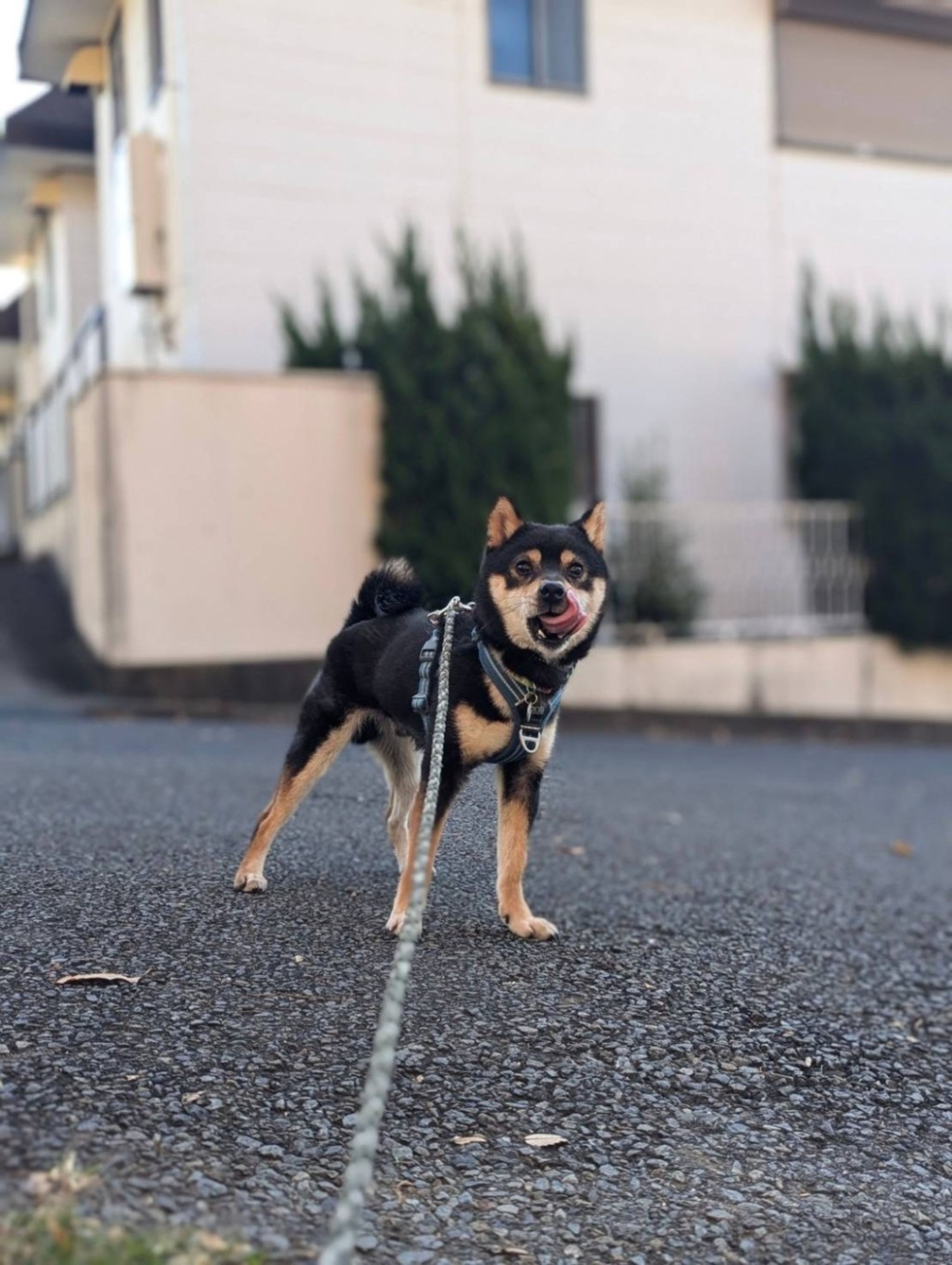 pet-image-3