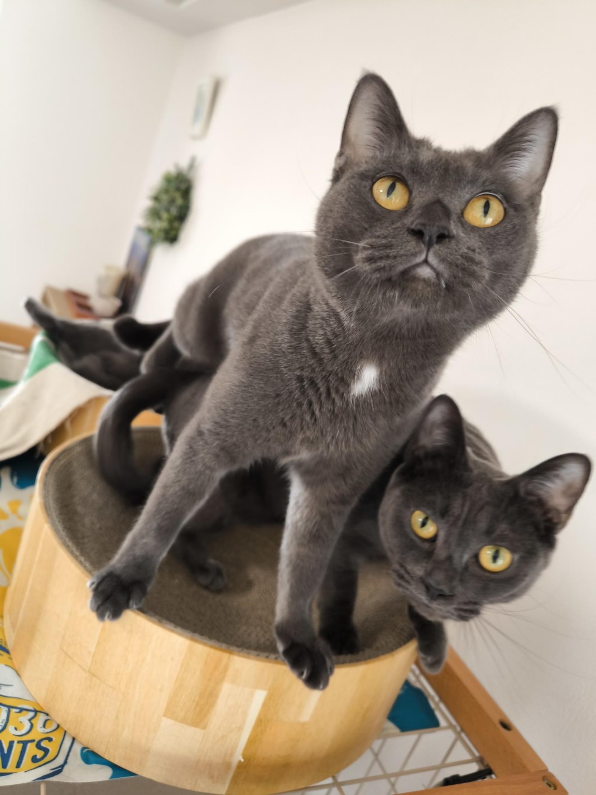 pet-image-8