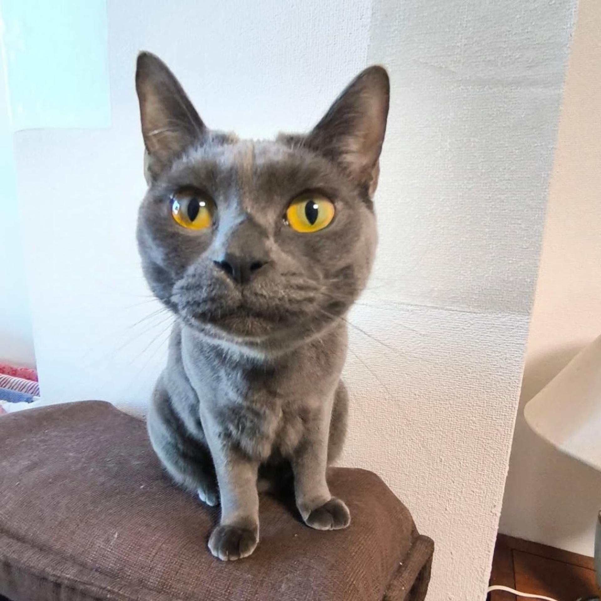 pet-image-6