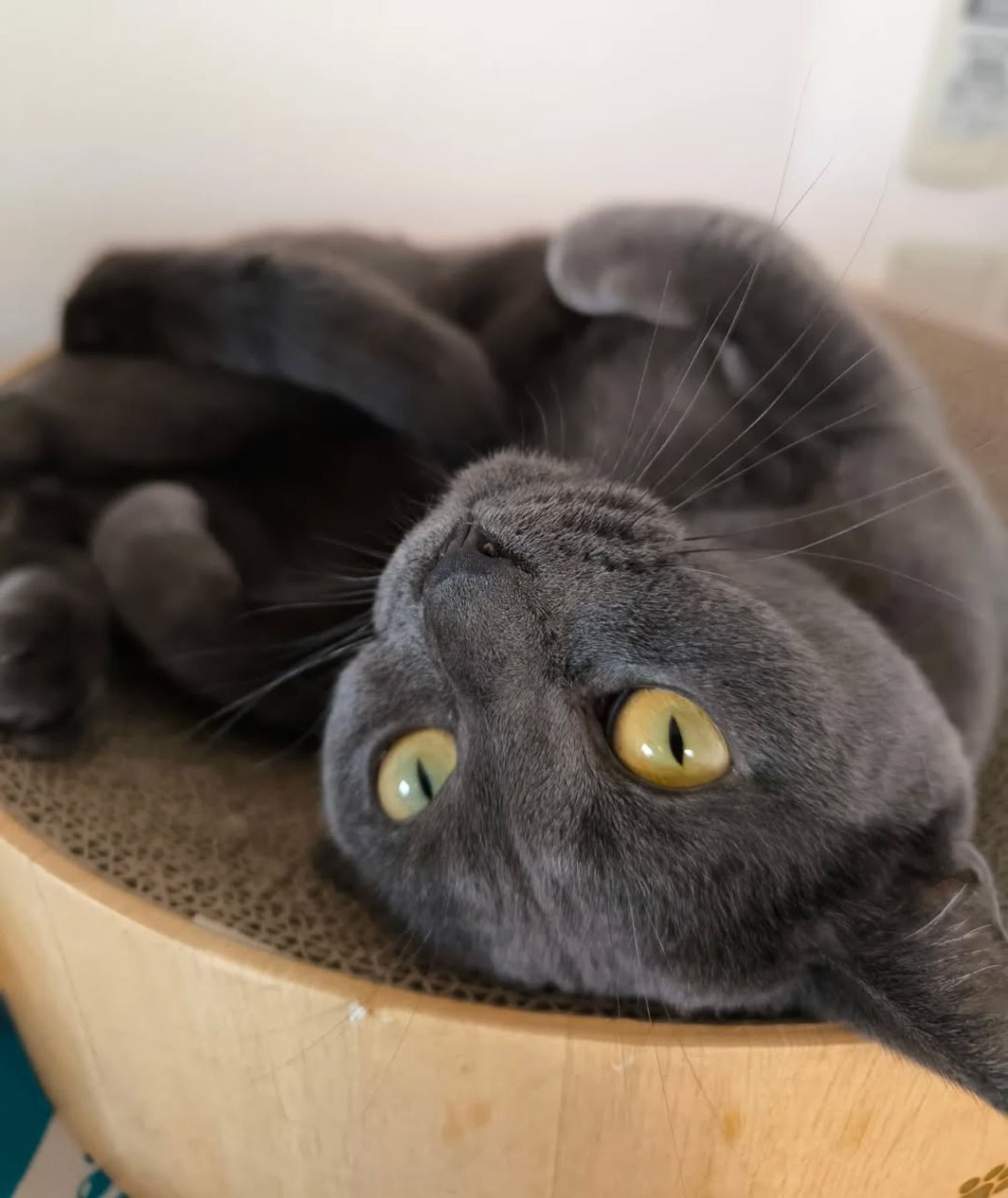 雑種（ミックス猫）・メスの里親募集の写真