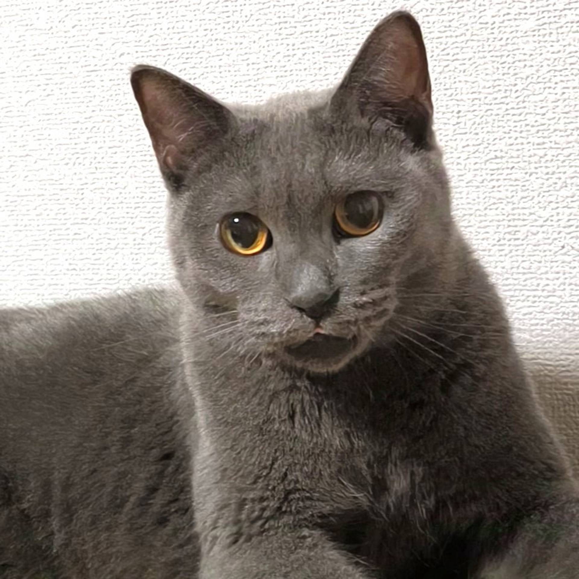 雑種（ミックス猫）・メスの里親募集の写真