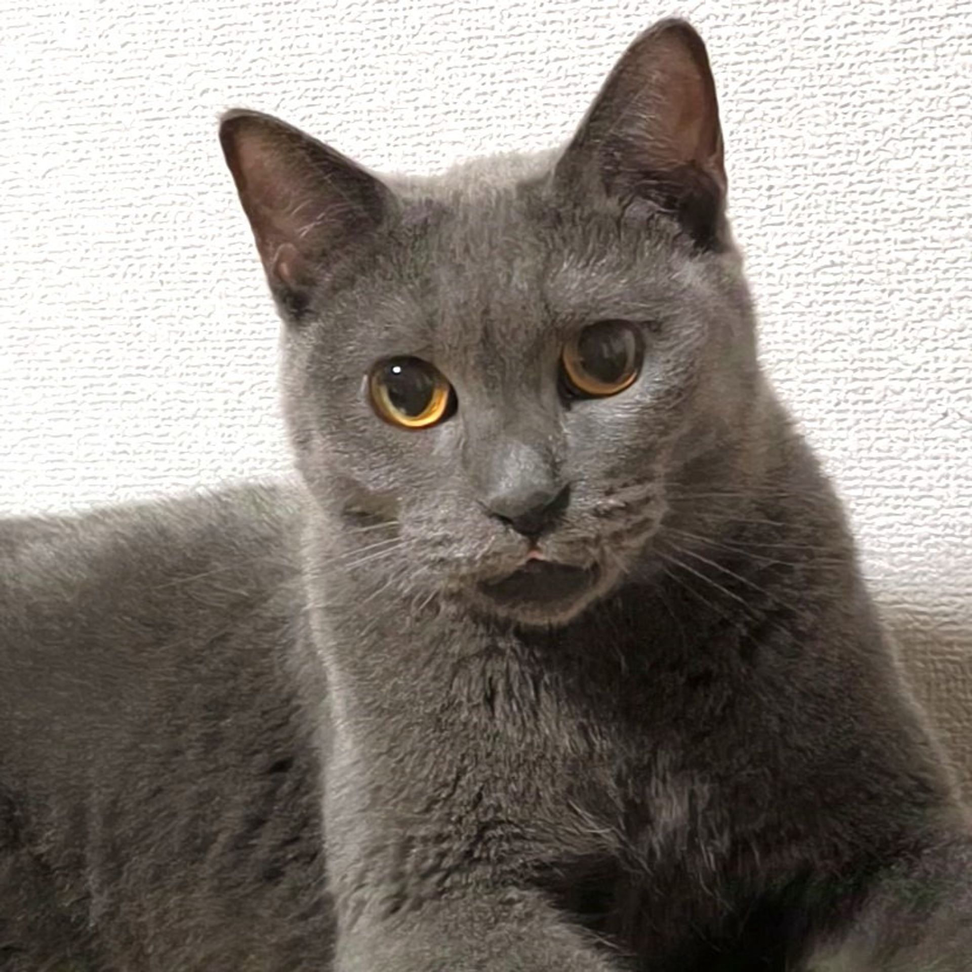 雑種（ミックス猫）・メスの里親募集の写真