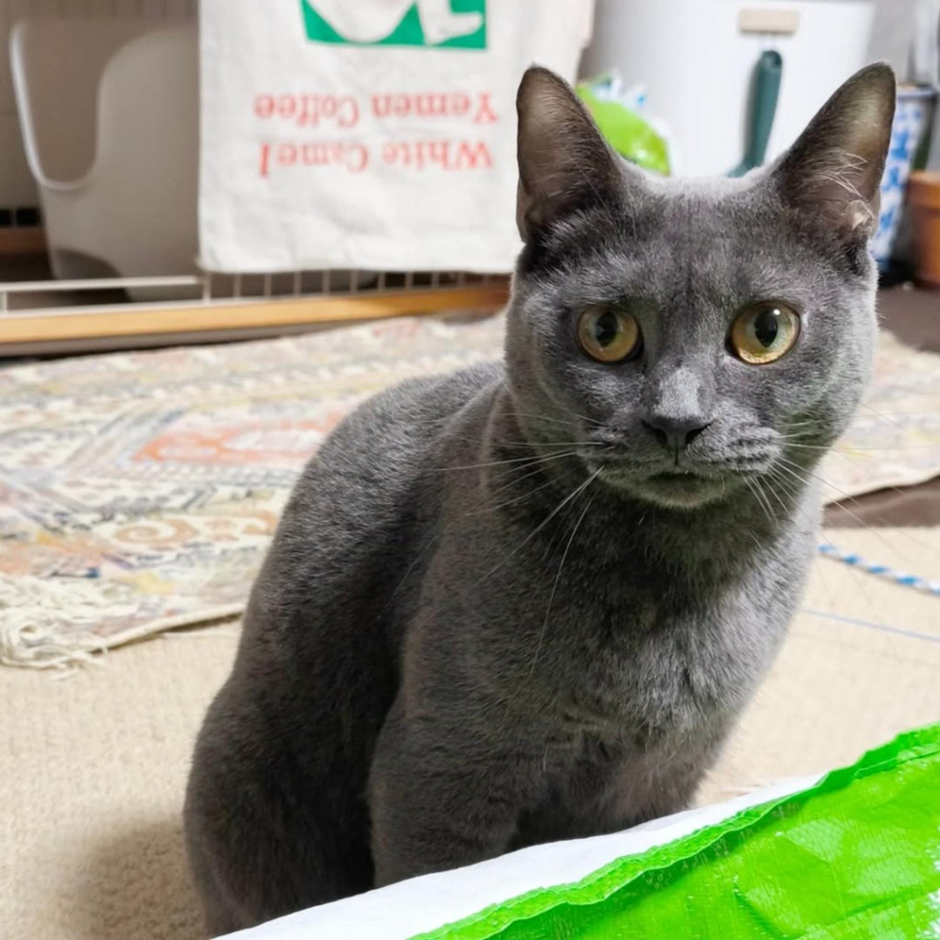 pet-image-2