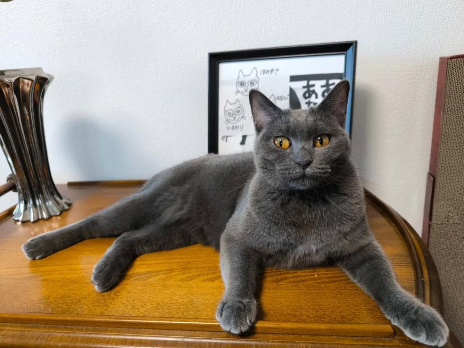 pet-image-3