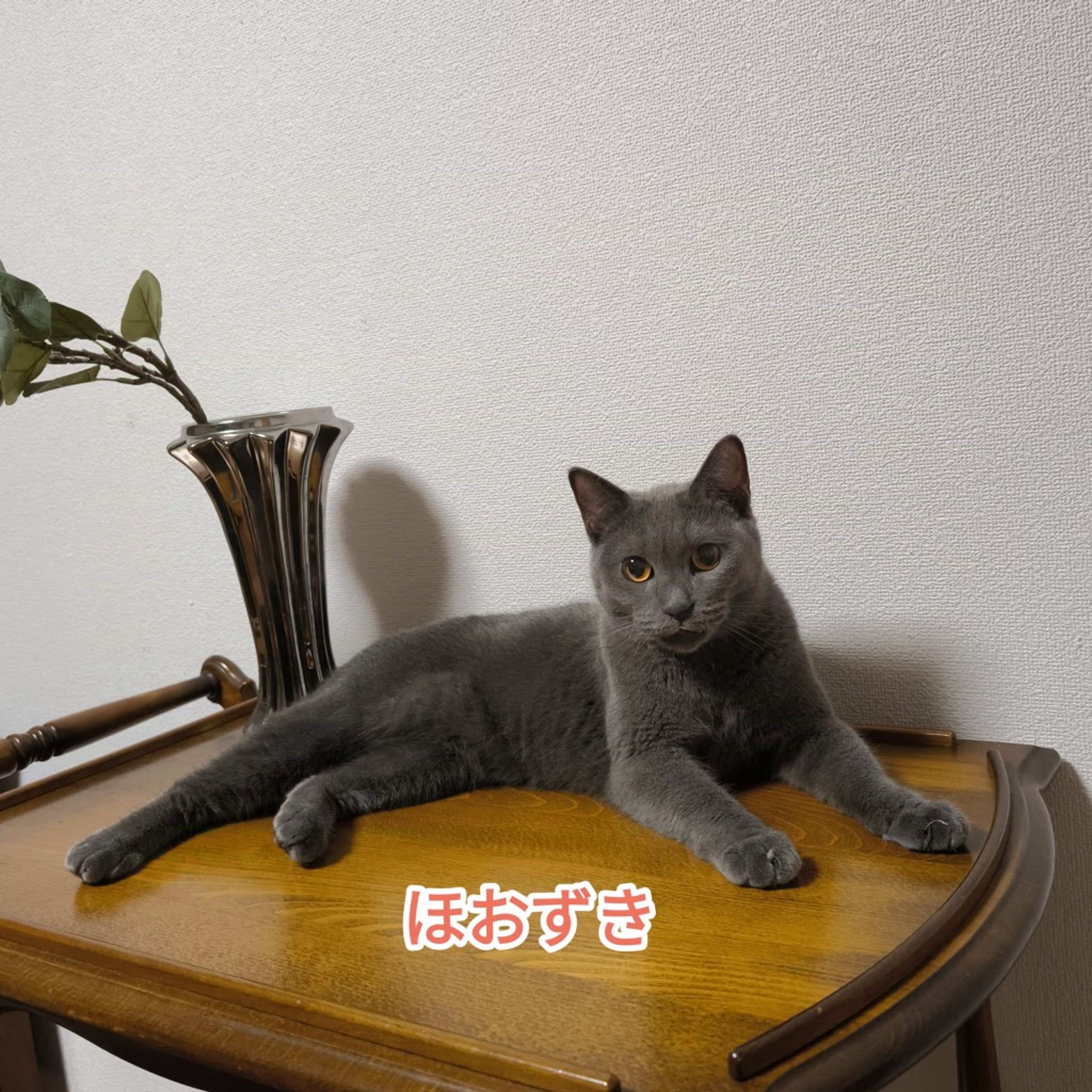 pet-image-5