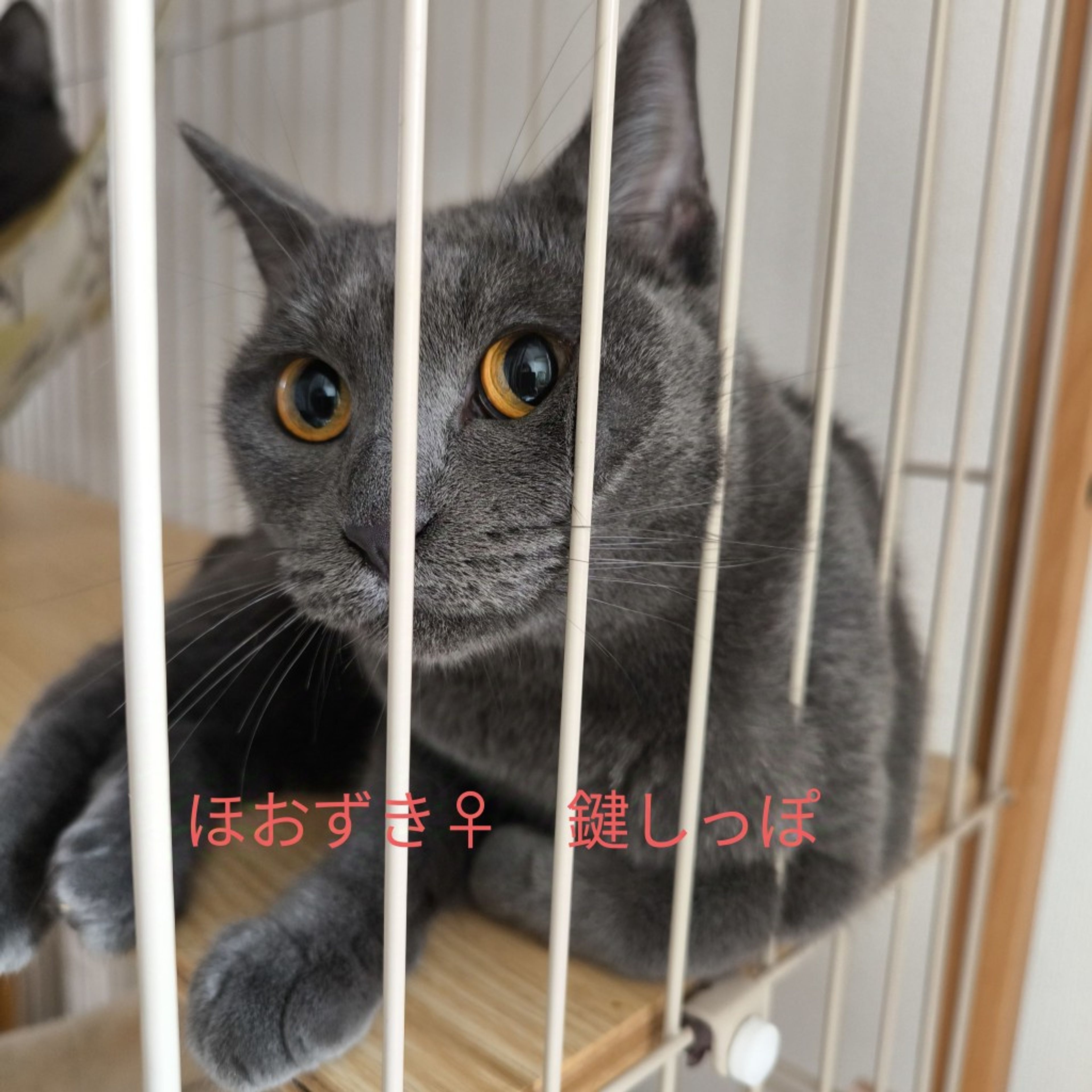 pet-image-6