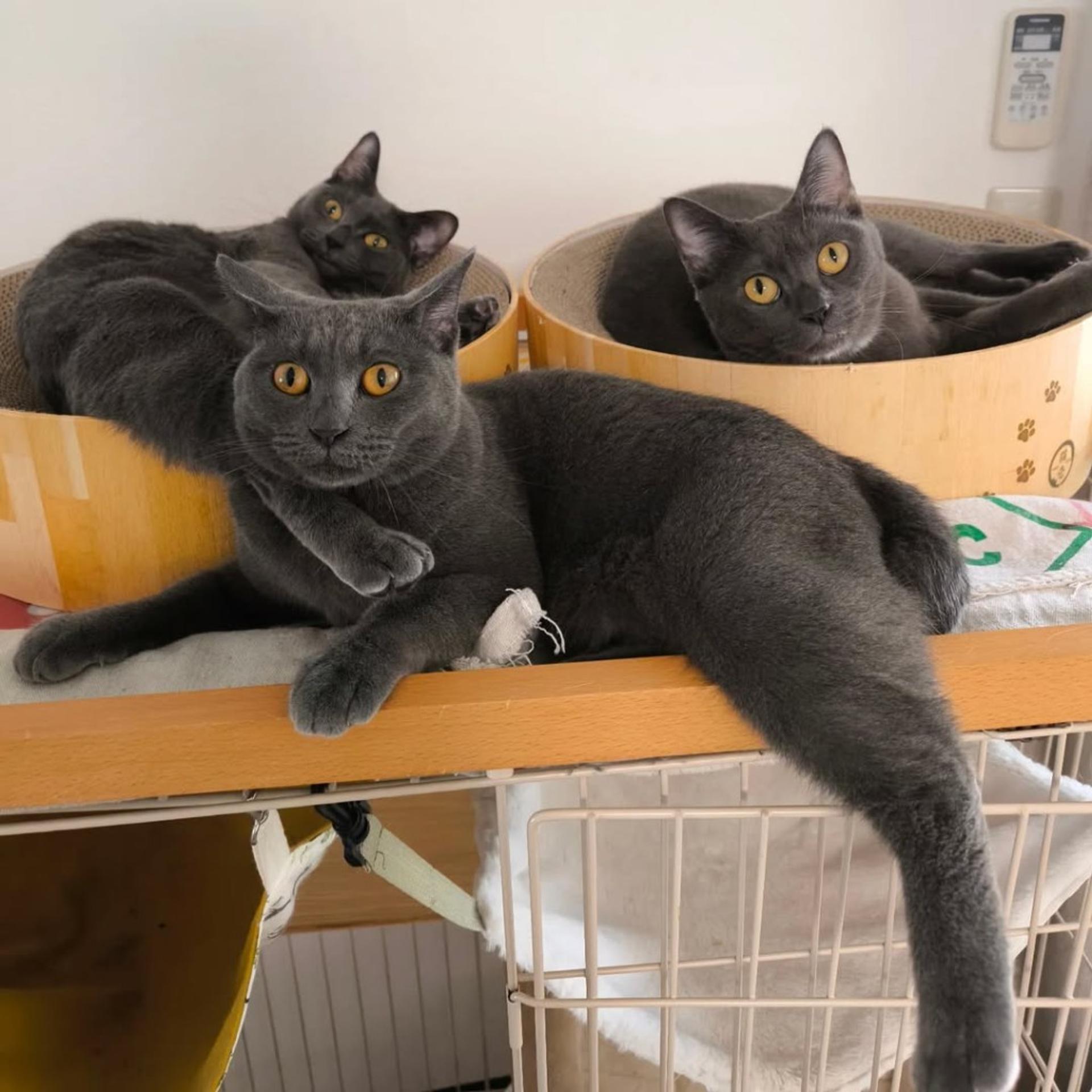 pet-image-7