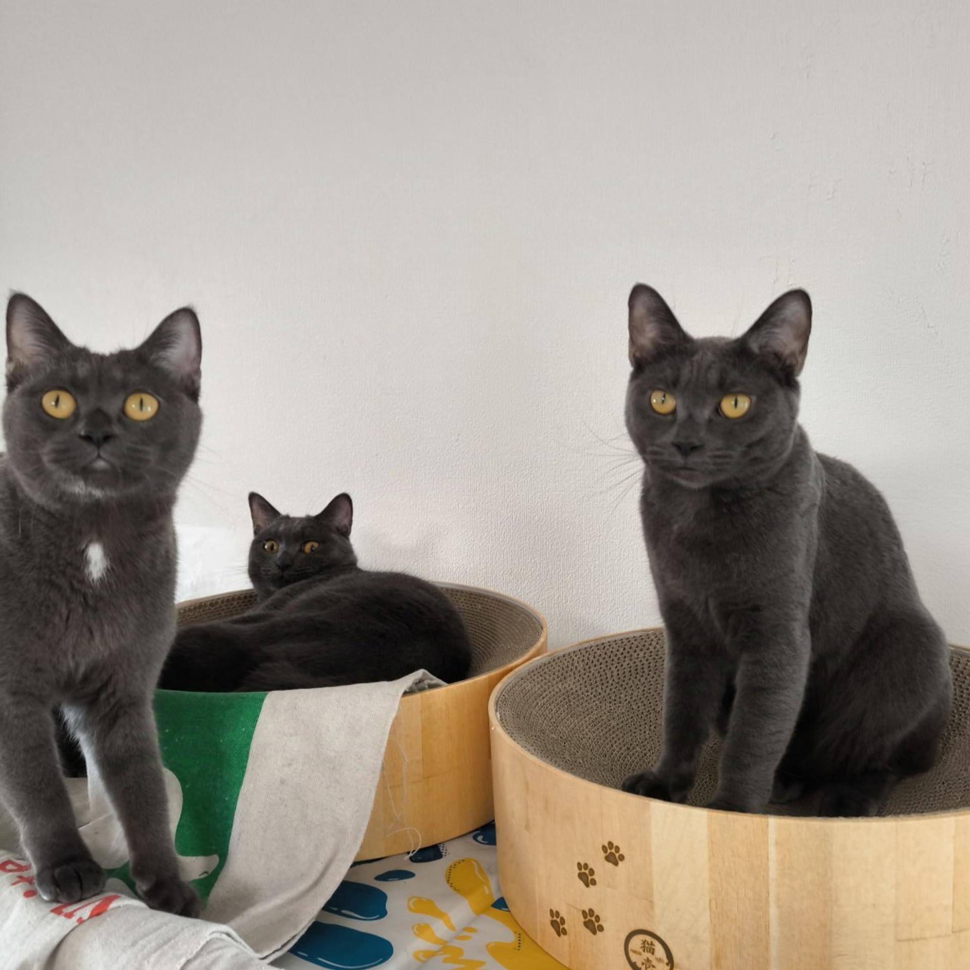 pet-image-8