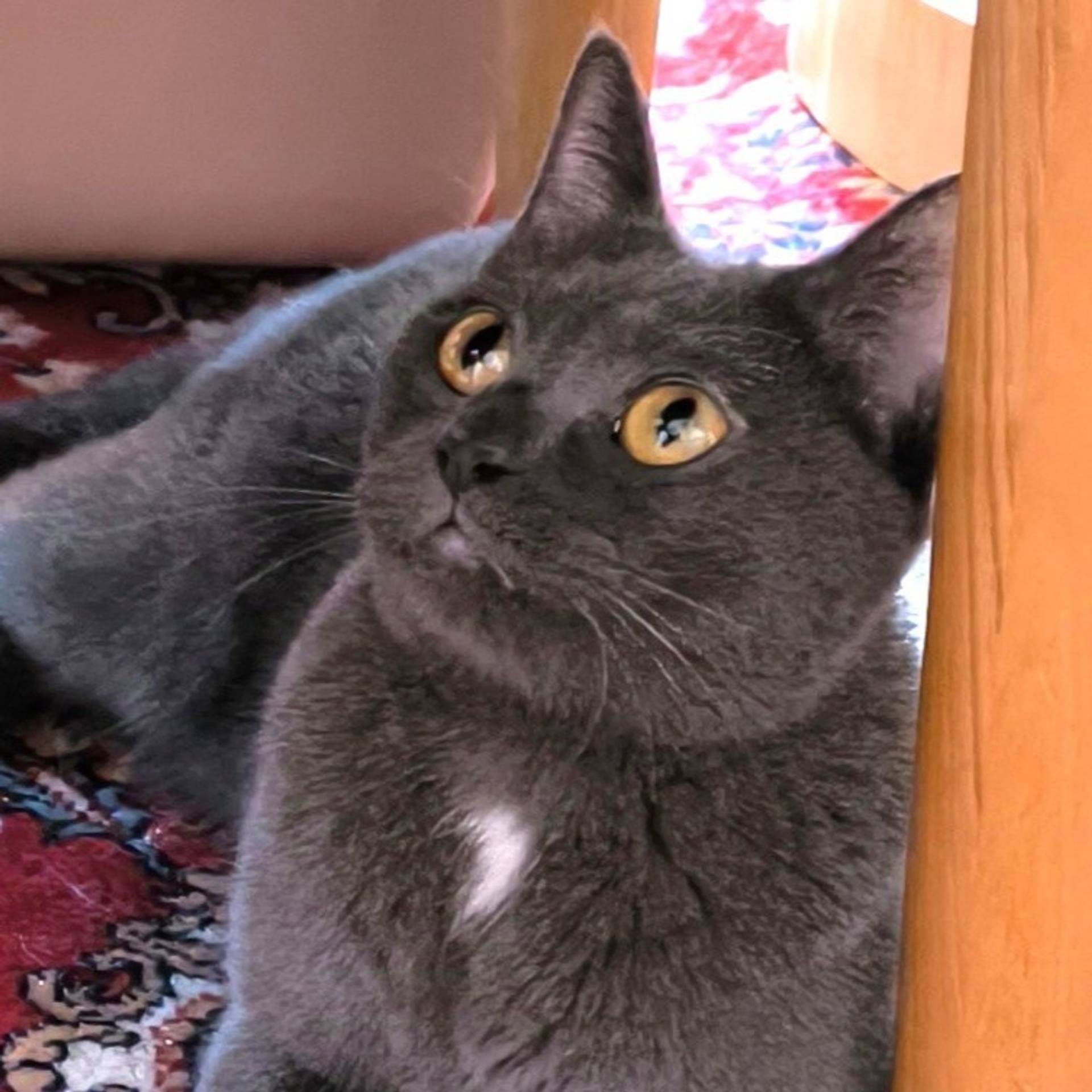 雑種（ミックス猫）・メスの里親募集の写真