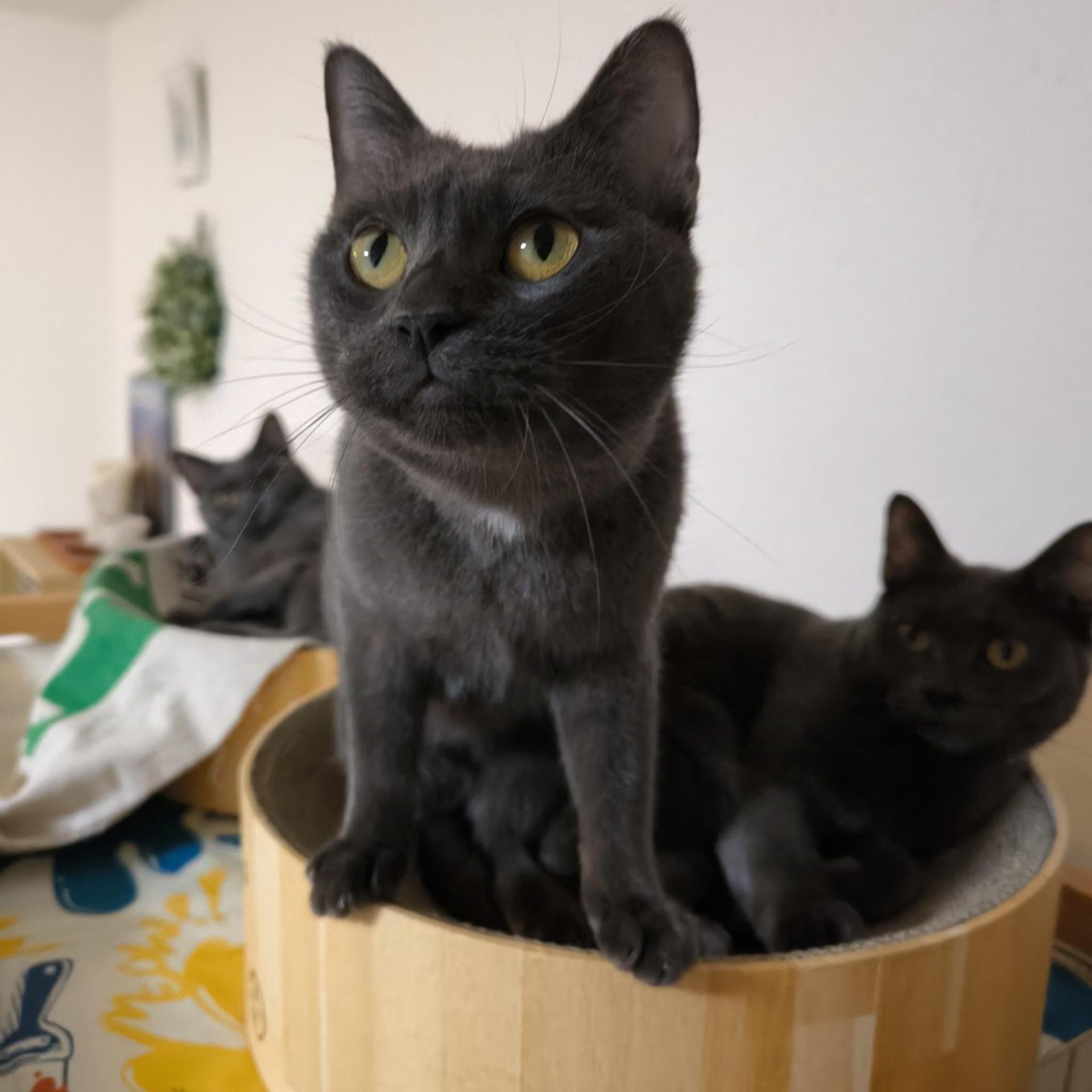 pet-image-9